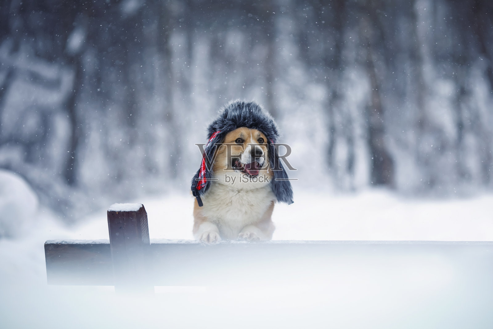 在一个冬天的公园里，一只狗用爪子站在长凳上，戴着一顶温暖的毛皮帽子，戴着耳罩，下面是飘落的雪花照片摄影图片