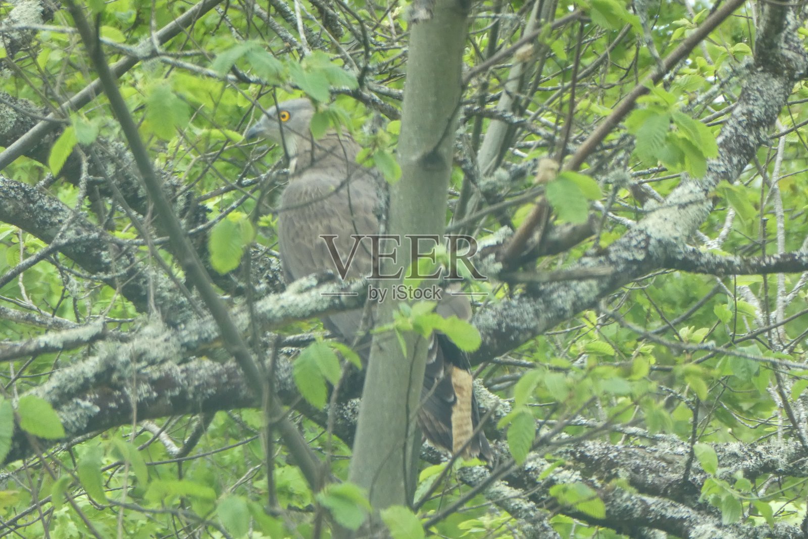 黑色的风筝栖息在一棵看不见的树上照片摄影图片