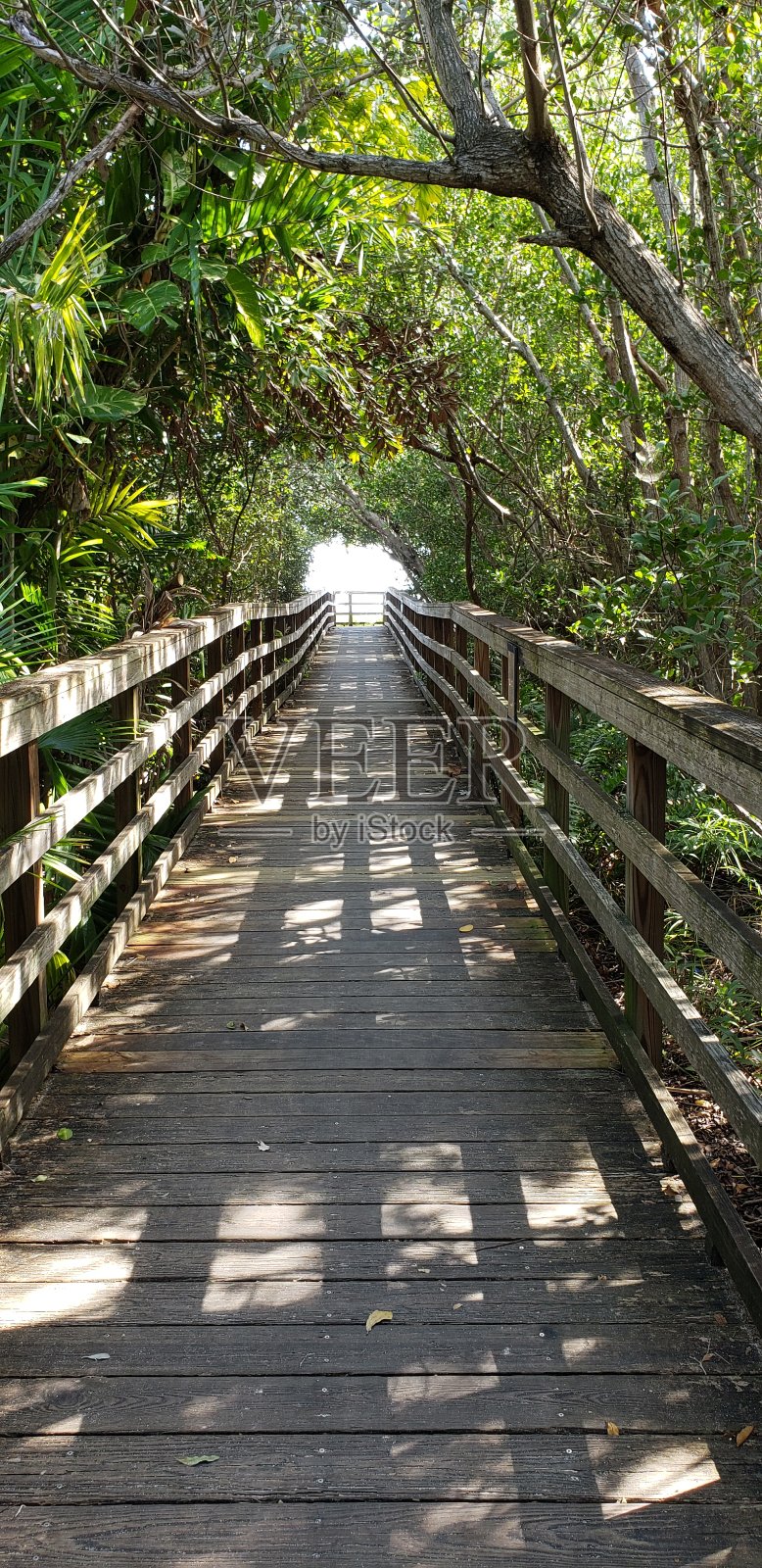 林荫小径照片摄影图片