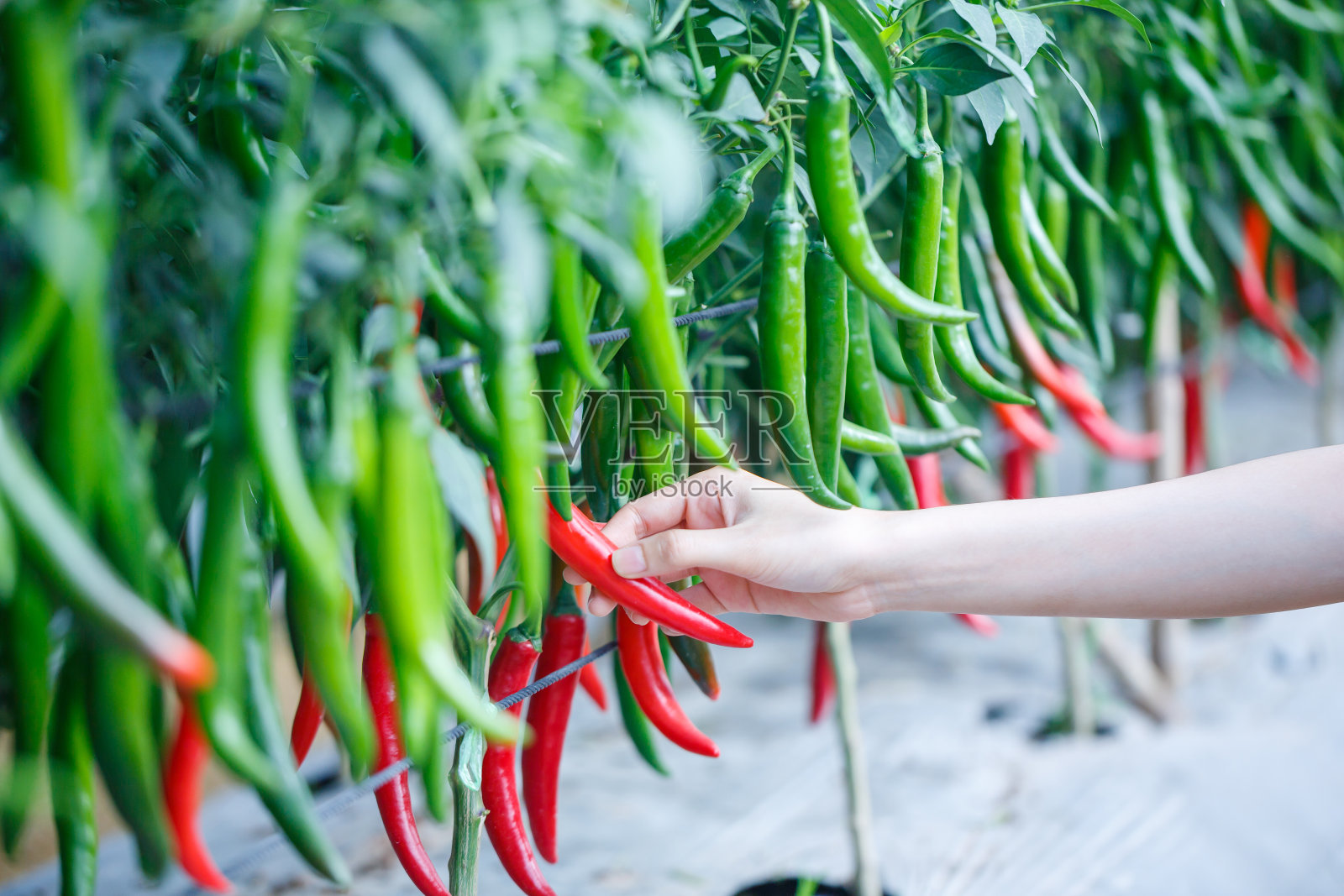 妇女手采摘成熟的辣椒或胡椒种植园在农场的花园照片摄影图片