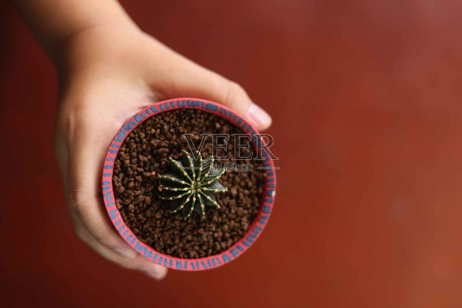 亚洲男孩在彩陶小仙人掌花盆里制作迷你园艺仙人掌。家庭园艺爱好概念。选择只聚焦仙人掌。照片摄影图片