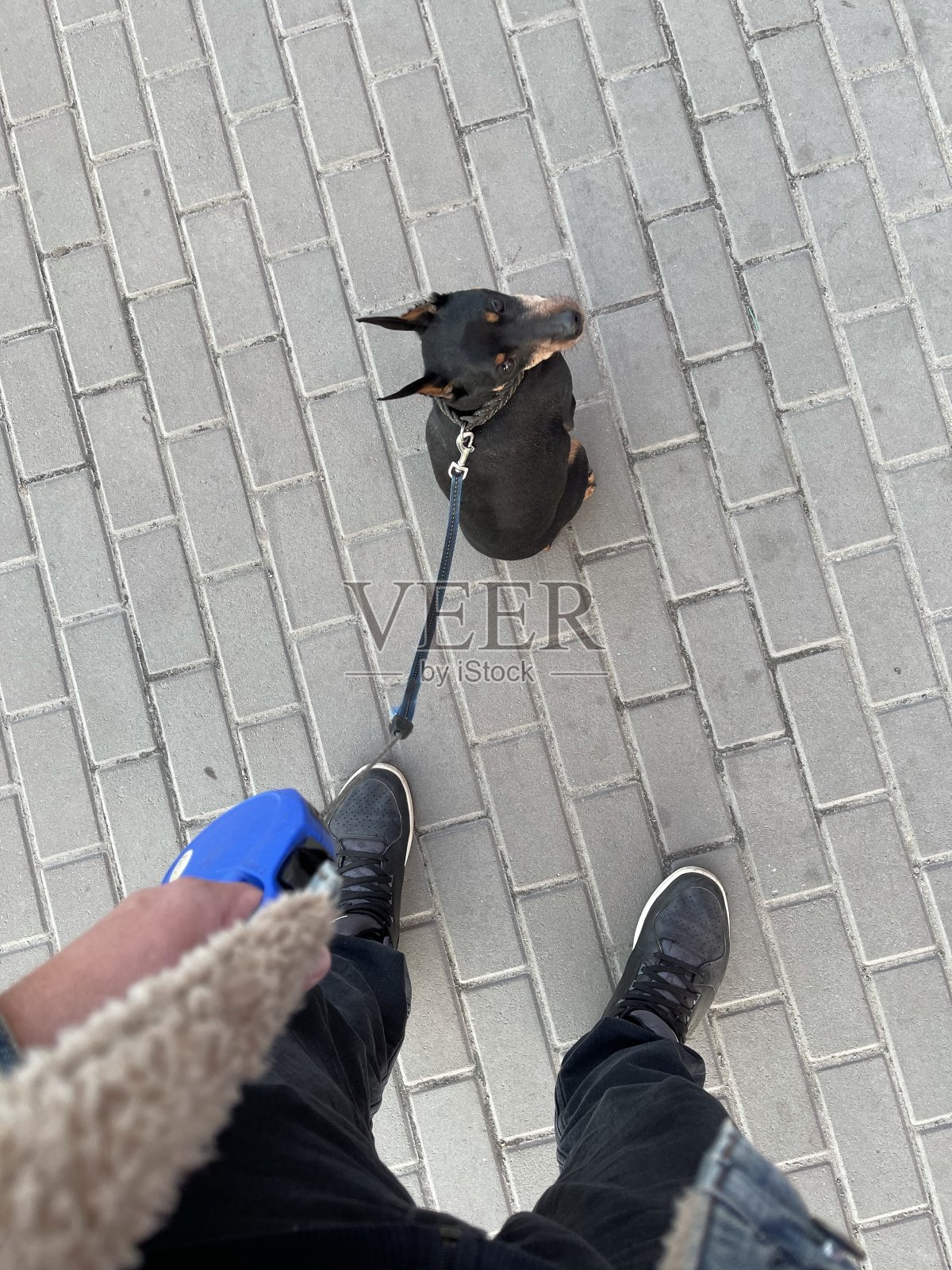 侏儒杜宾犬照片摄影图片