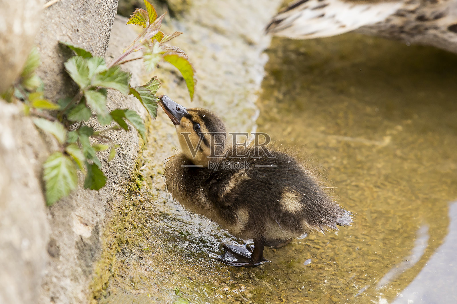 春天的小鸭子照片摄影图片