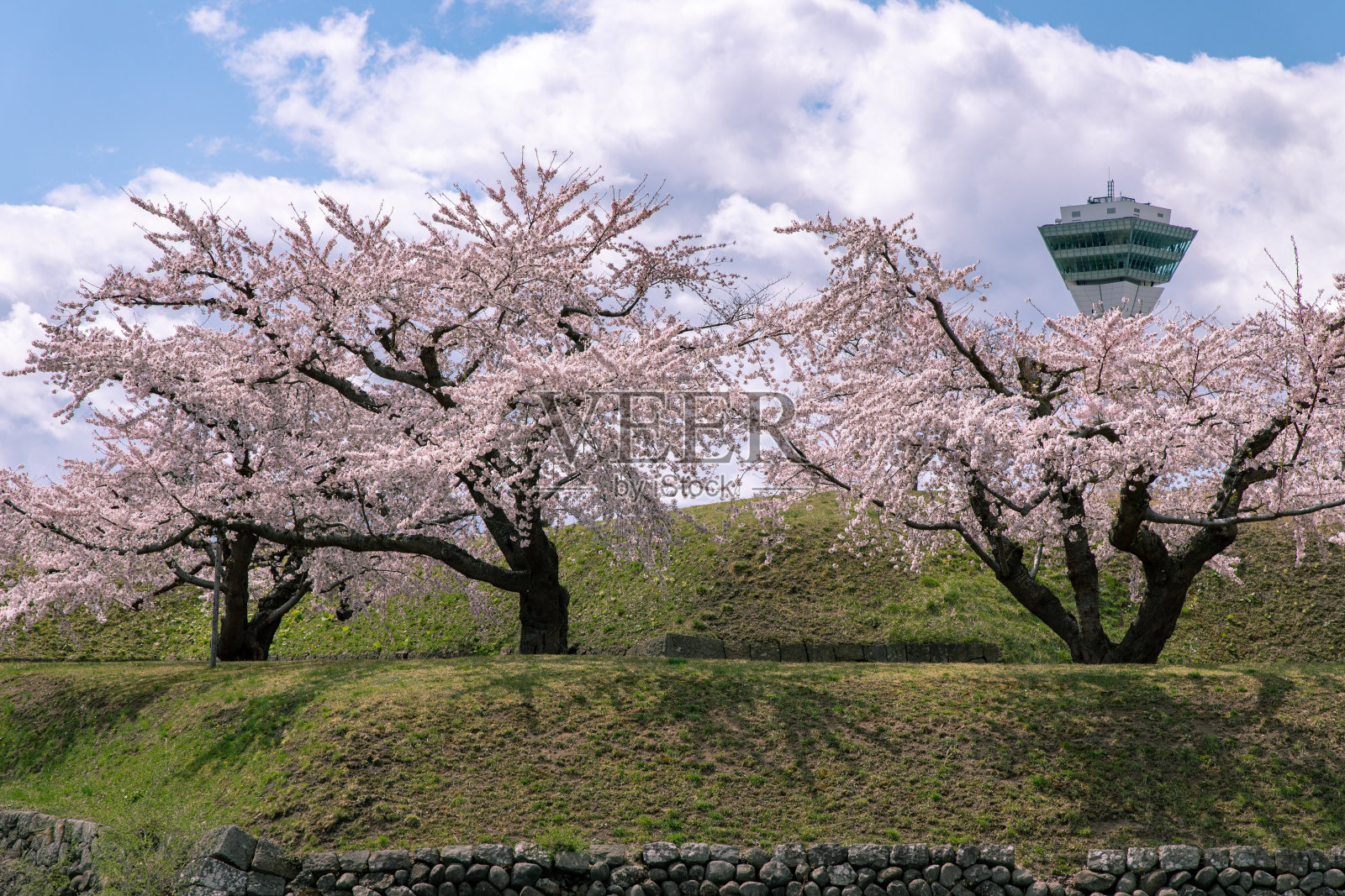 北海道函馆樱花盛开。照片摄影图片