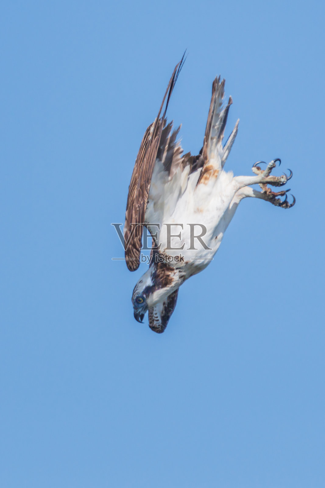 猛禽，猛禽照片摄影图片