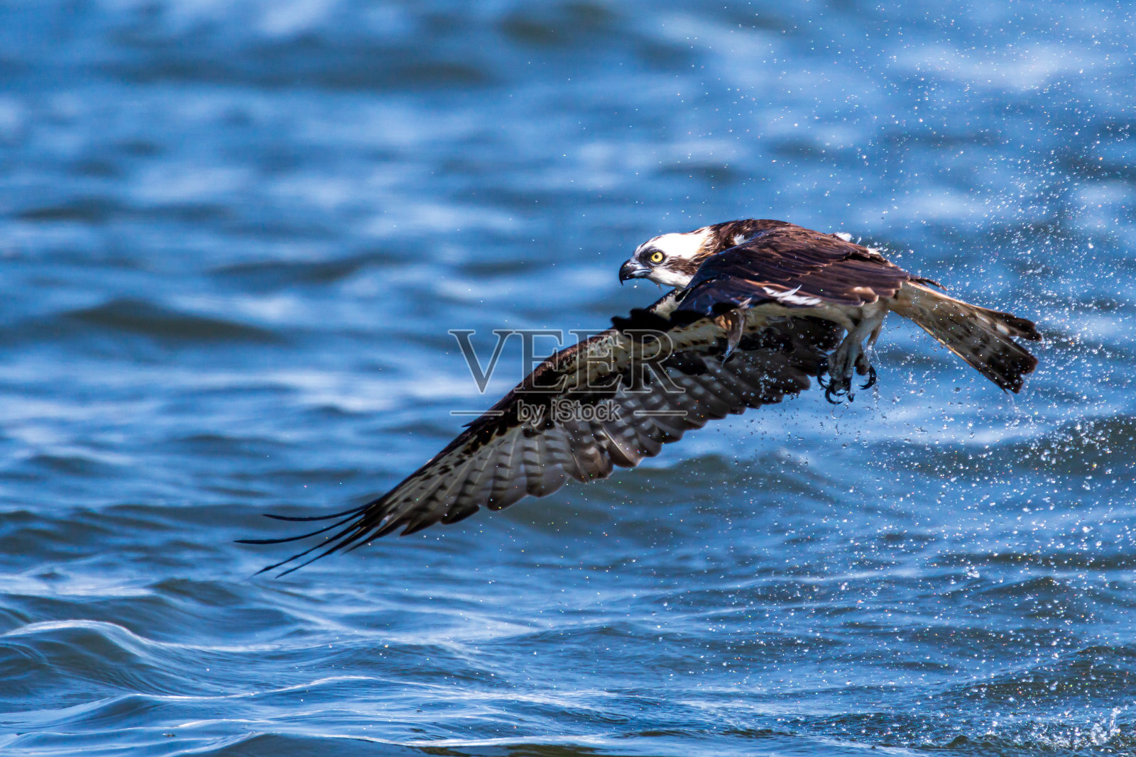 猛禽，猛禽照片摄影图片
