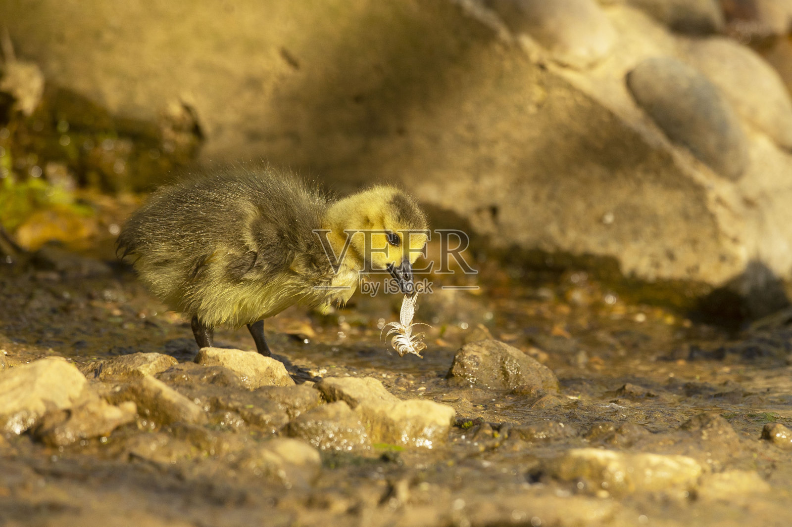 宝宝幼鹅照片摄影图片