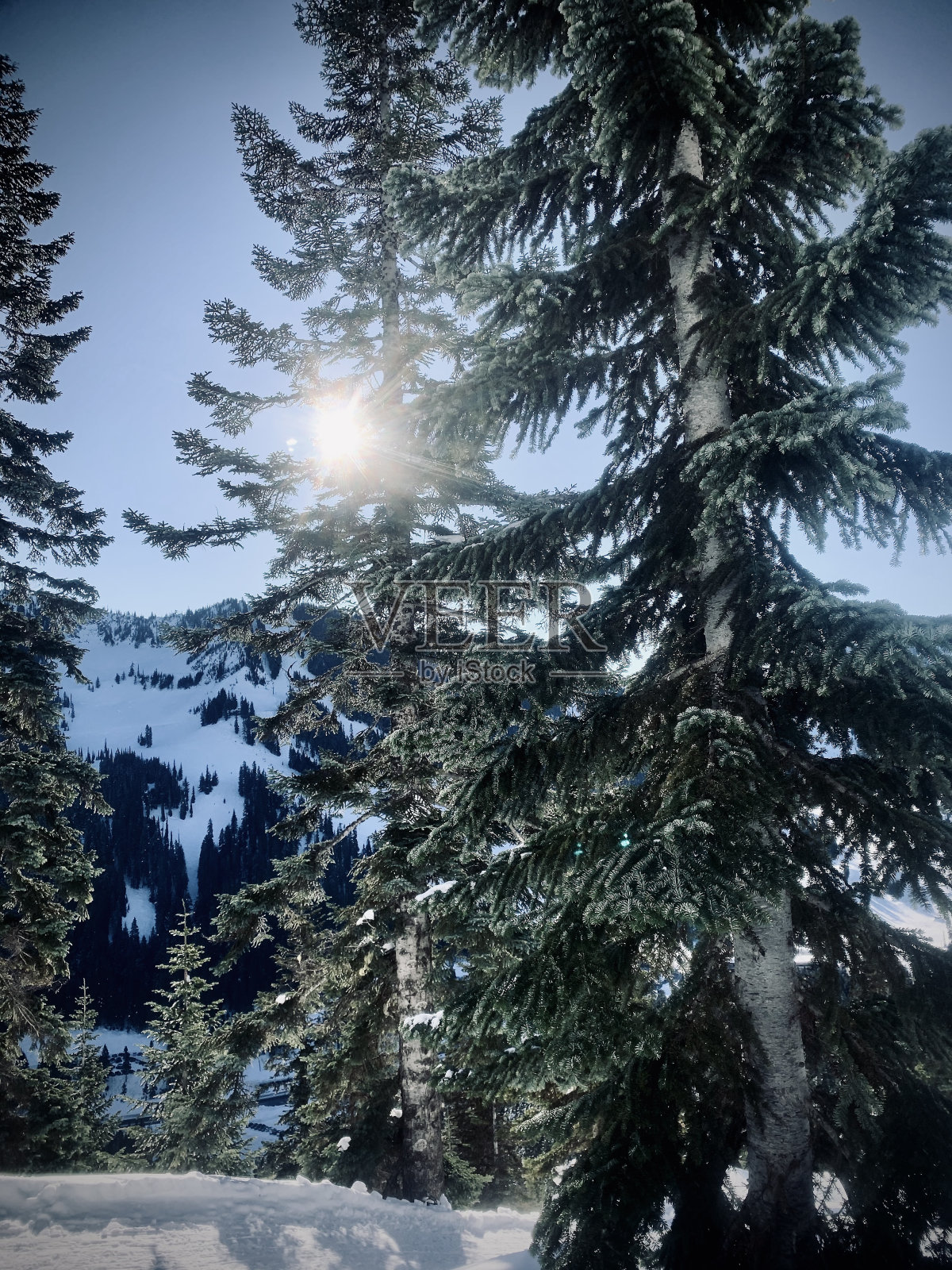 华盛顿州的性质照片摄影图片