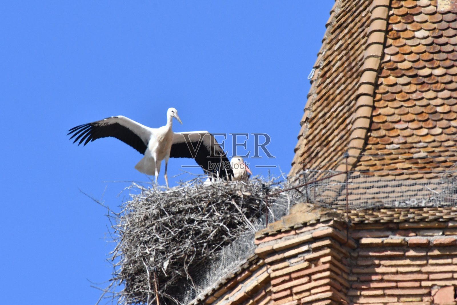 鹳照片摄影图片