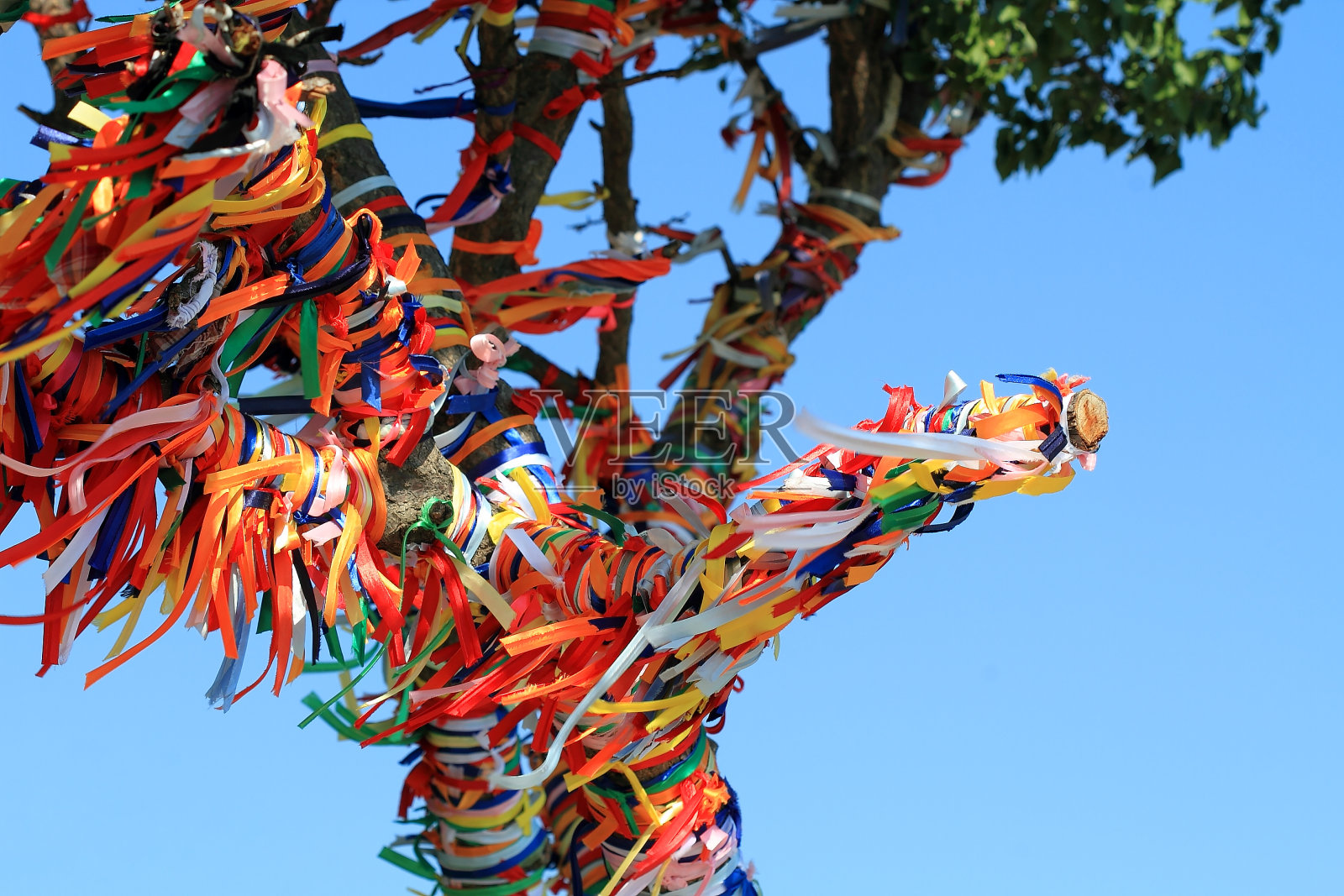 希望树照片摄影图片