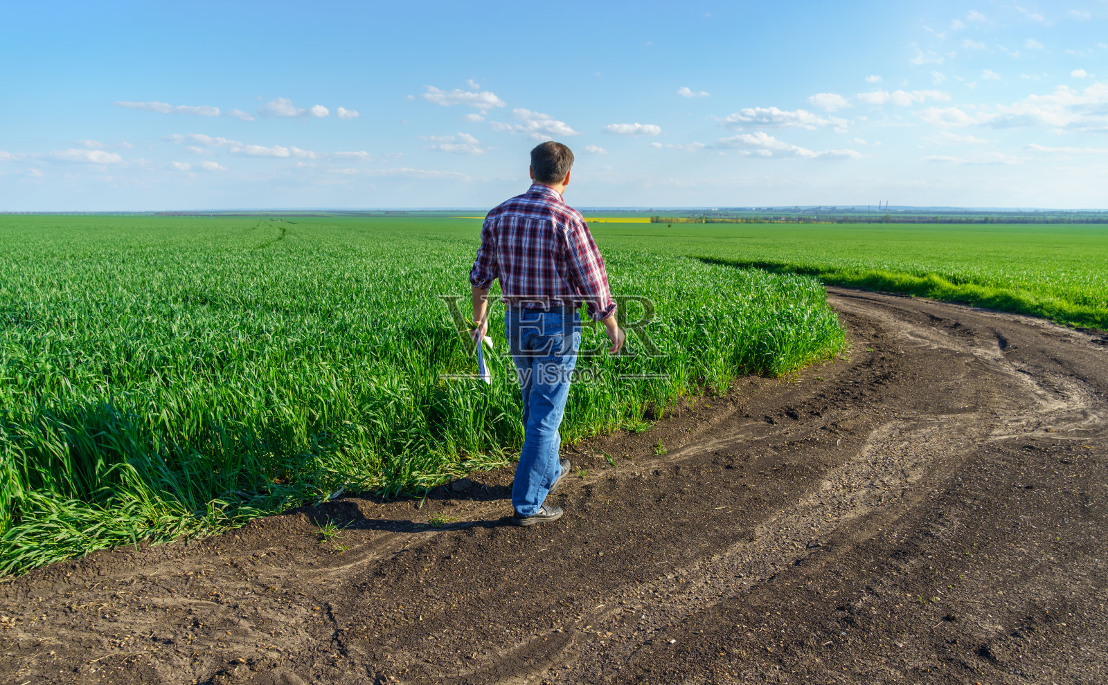 一个穿着格子衬衫和牛仔裤的农民沿着田野走着，检查和检查小麦、大麦、黑麦或其他谷物的幼苗，这是农业和农学的概念照片摄影图片