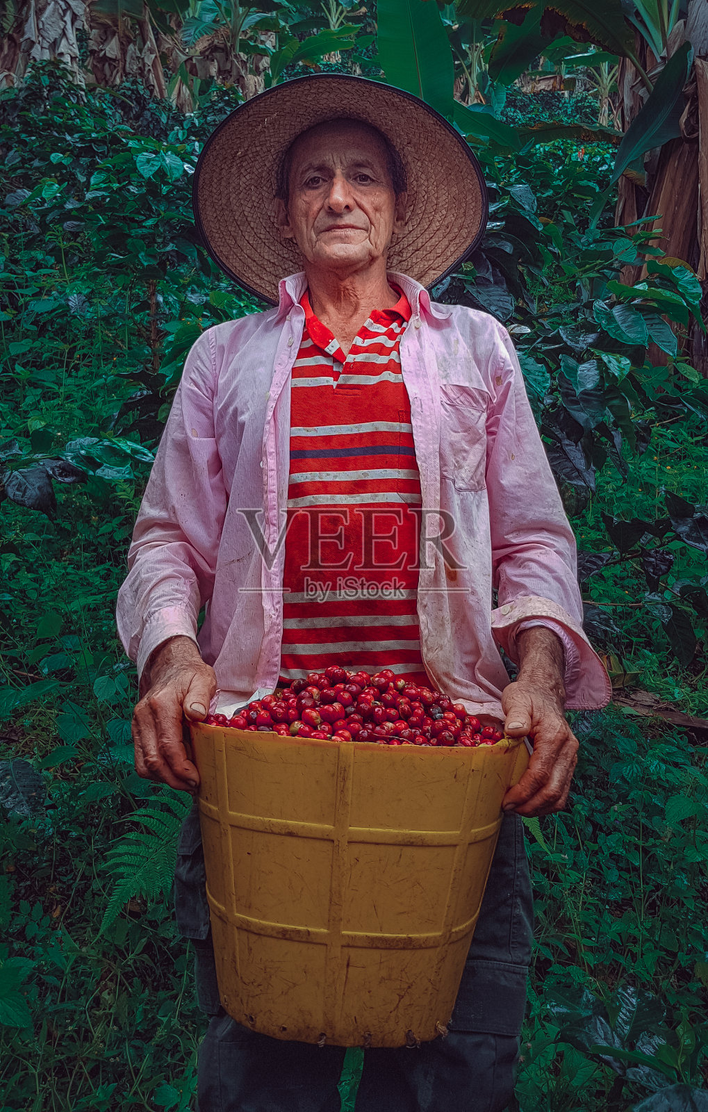 一名男子在哥伦比亚采摘咖啡照片摄影图片