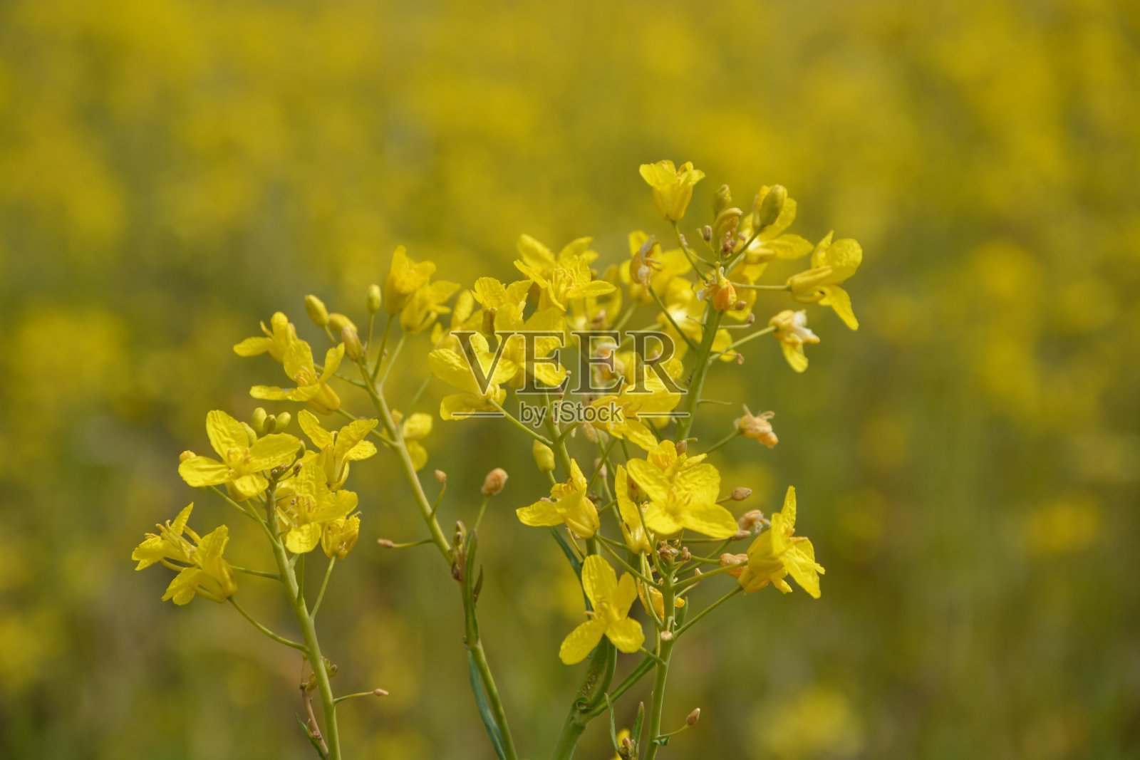 黄色菜籽油种子花在英国剑桥郡照片摄影图片