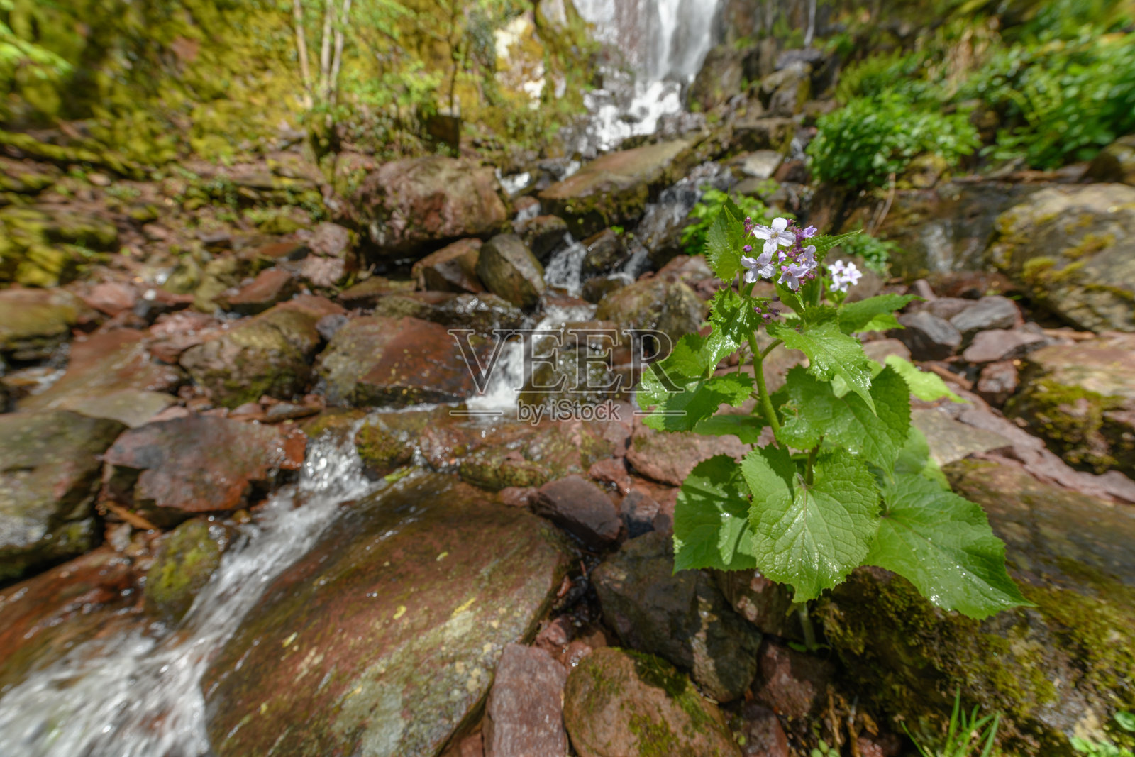 早春的山林瀑布。照片摄影图片