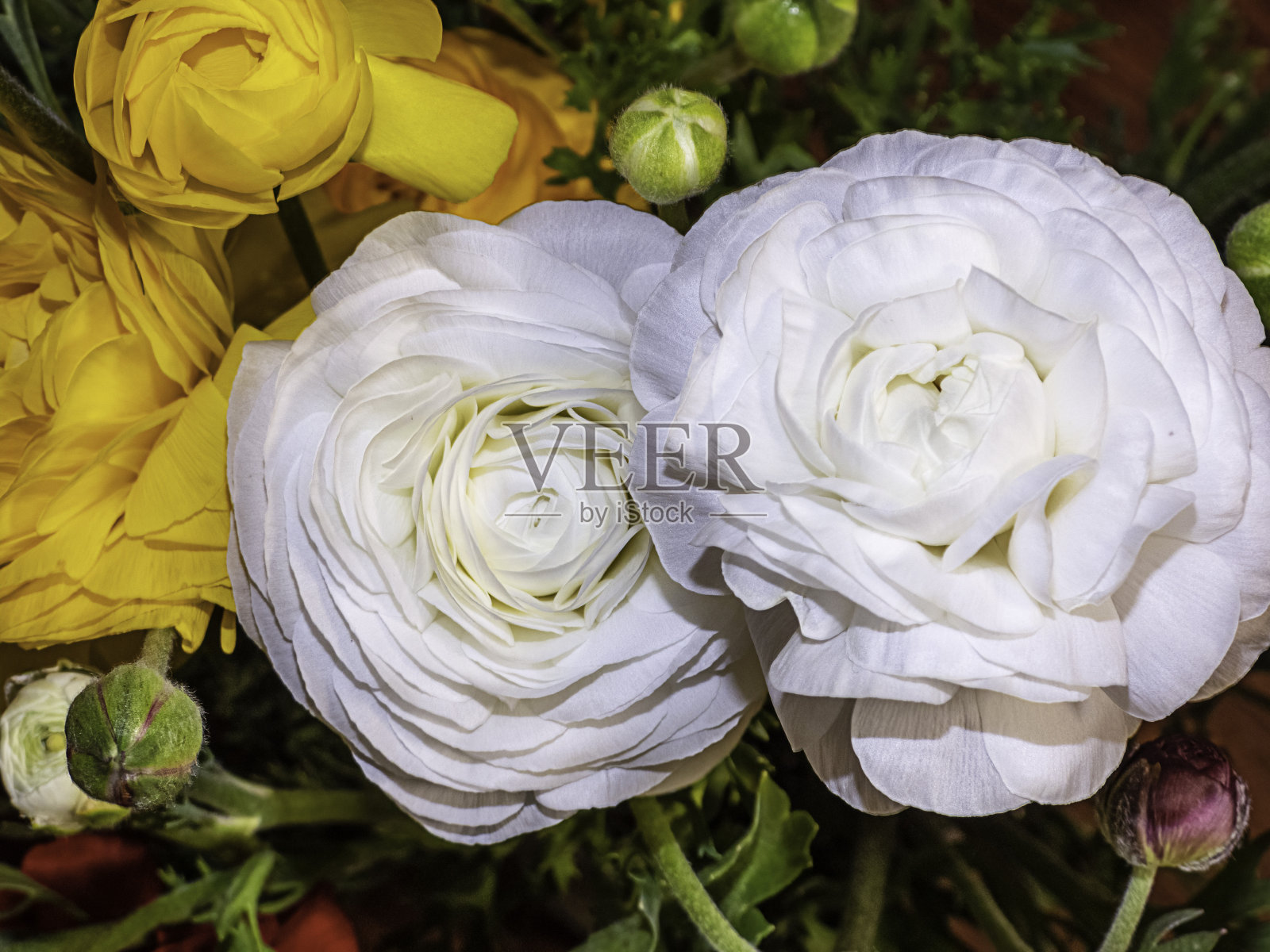 栽培花卉彩色花头特写顶视图照片摄影图片