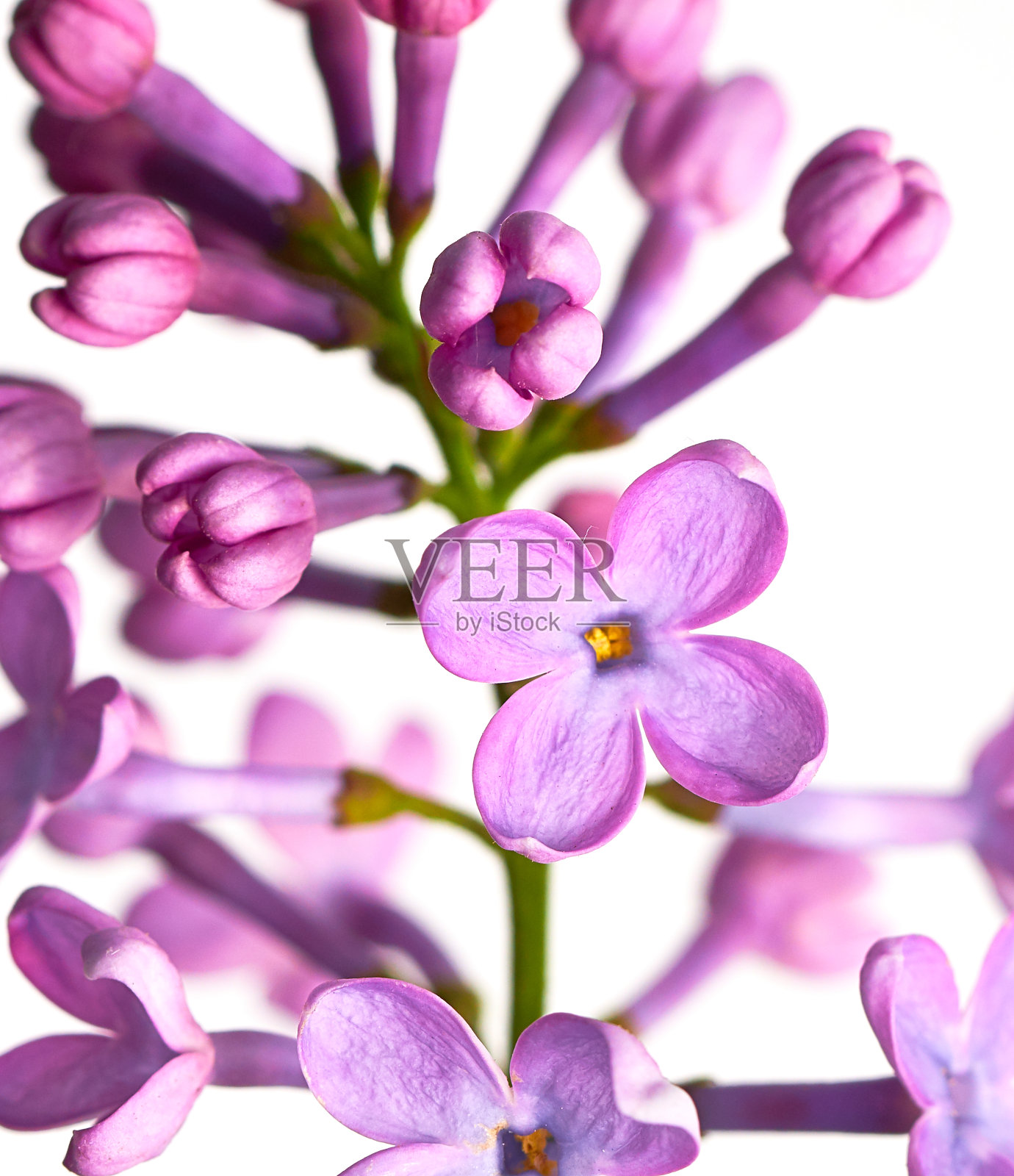 生长在白色背景上的丁香花照片摄影图片