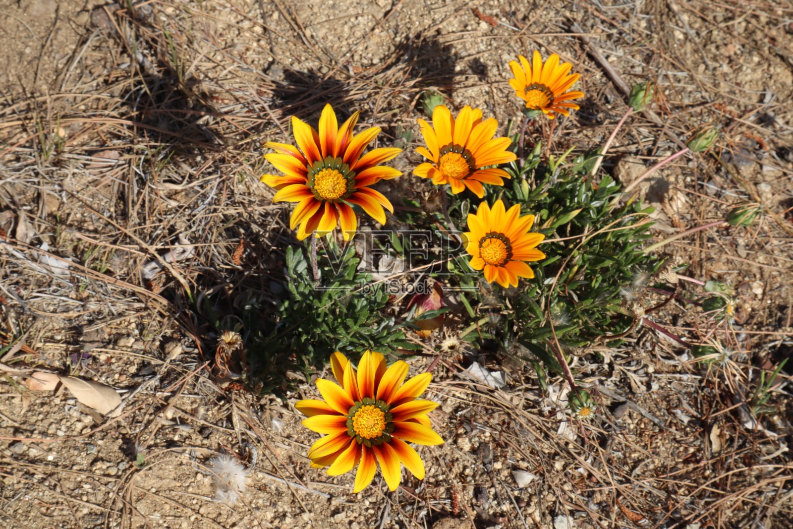 太阳后花照片摄影图片