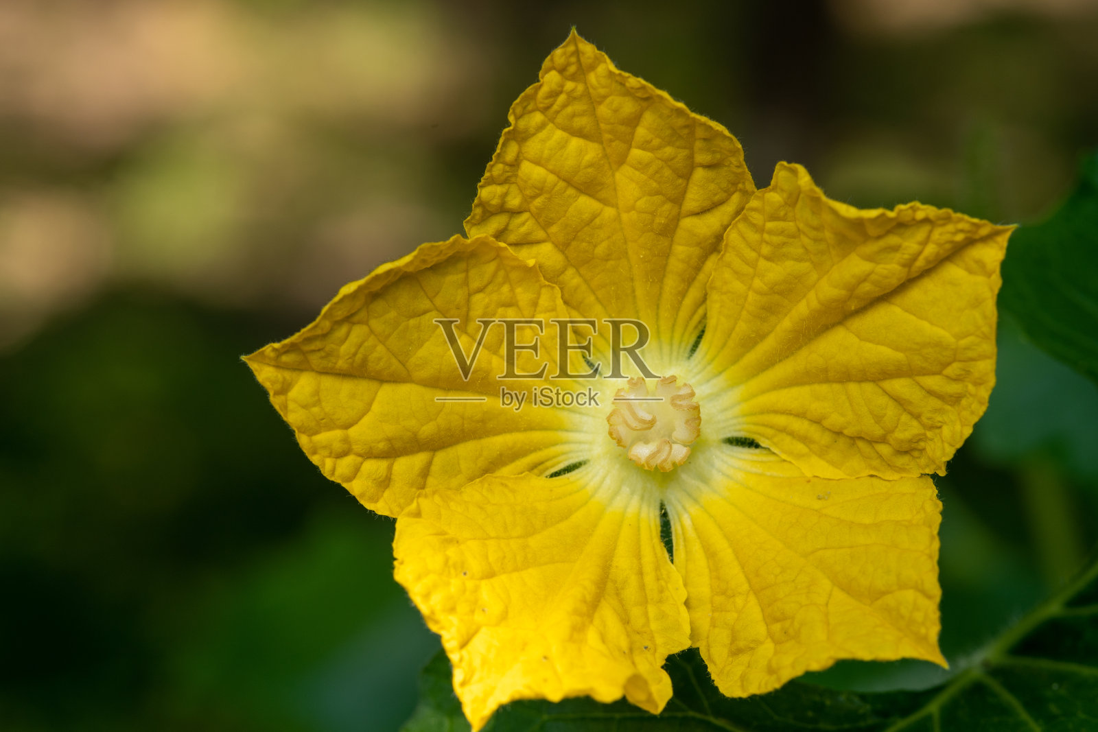 微距黄花自然背景。黄色的西葫芦花，新鲜的春天季节是美丽的野花特写。照片摄影图片