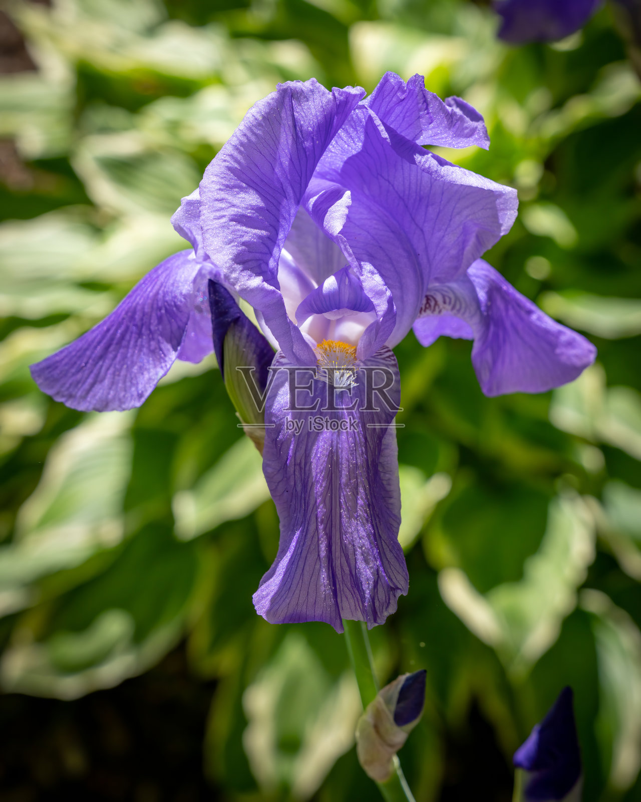 鸢尾花花园里美丽的花朵照片摄影图片