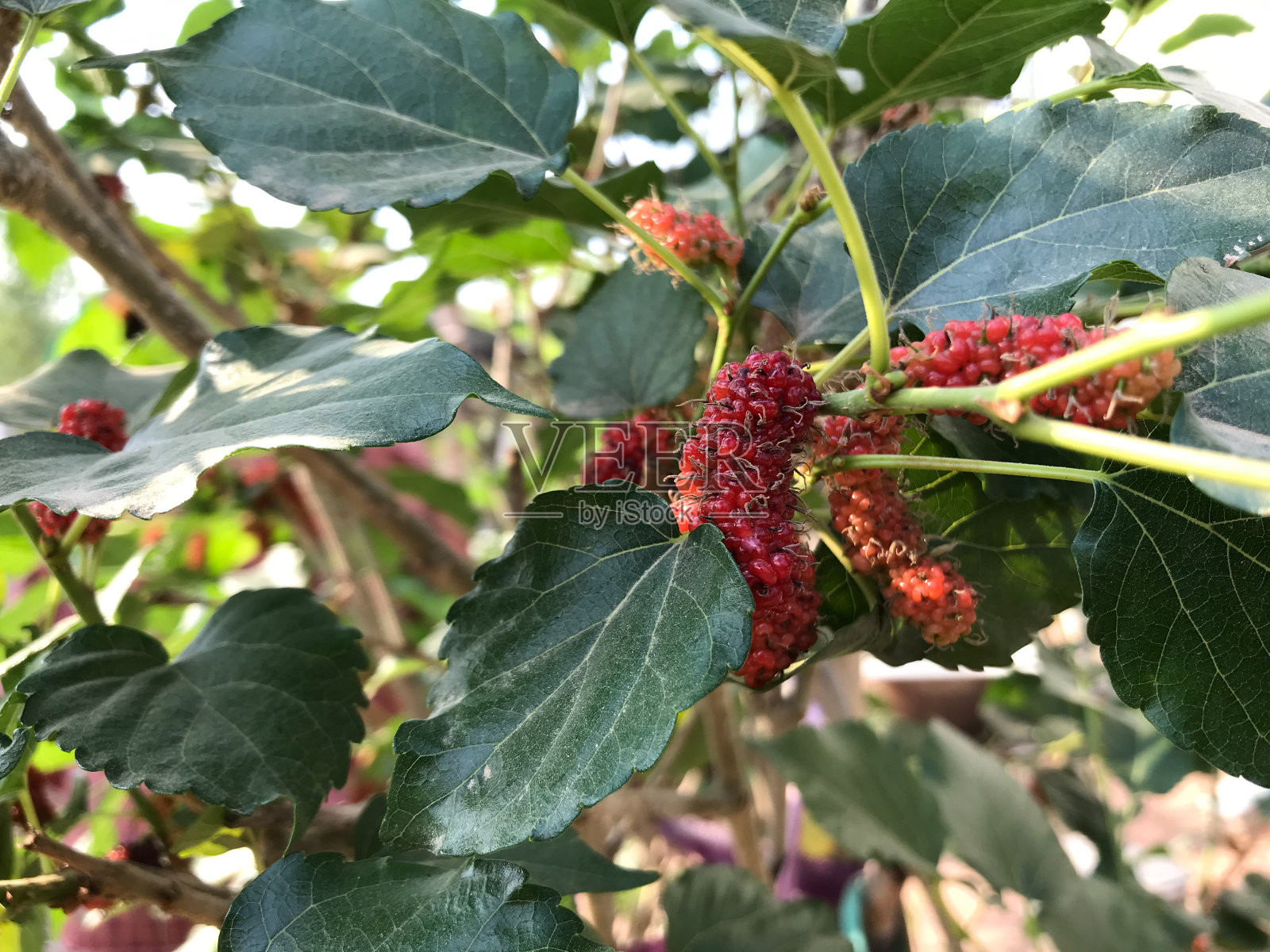 鲜红的桑椹在成熟，果实在成熟，在泰国照片摄影图片