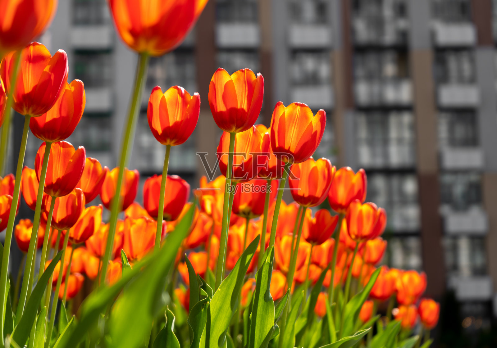 红色郁金香的背景。美丽的郁金香。在春天的阳光下花蕾绽放。用鲜花花圃。郁金香特写。红色的花照片摄影图片