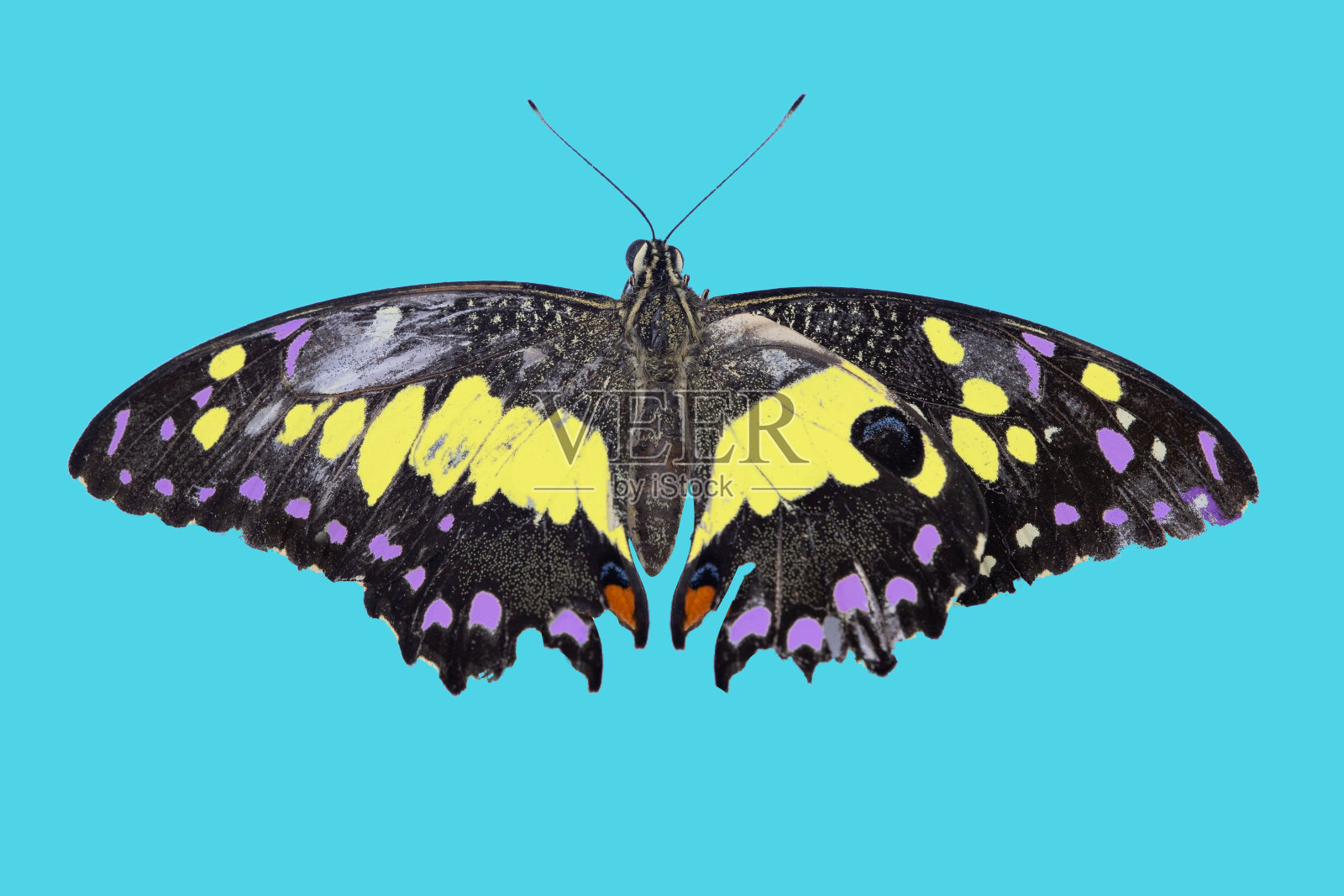 美丽蝴蝶的微距特写。微距摄影的一个真正美丽和自然的粉彩背景。照片摄影图片