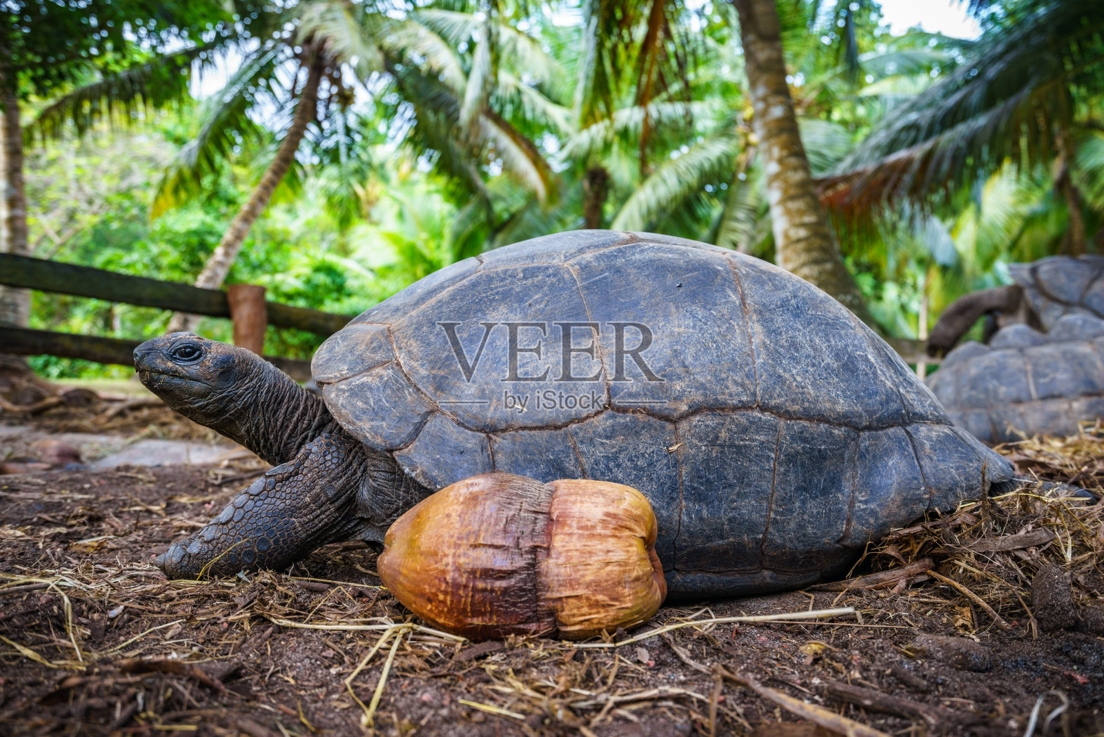 一只巨龟的肖像照片摄影图片