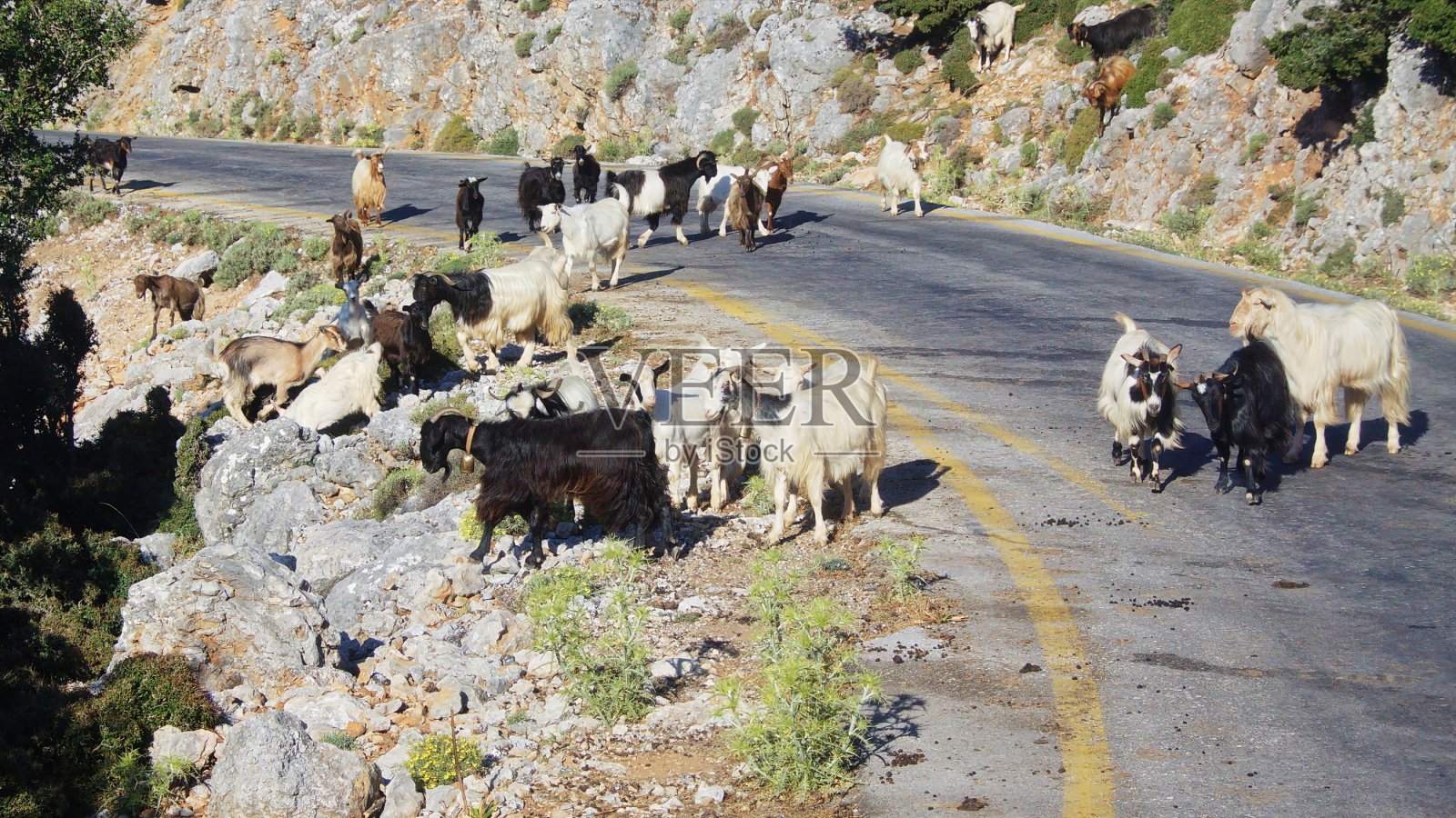 欧洲希腊克里特岛路上的山羊照片摄影图片