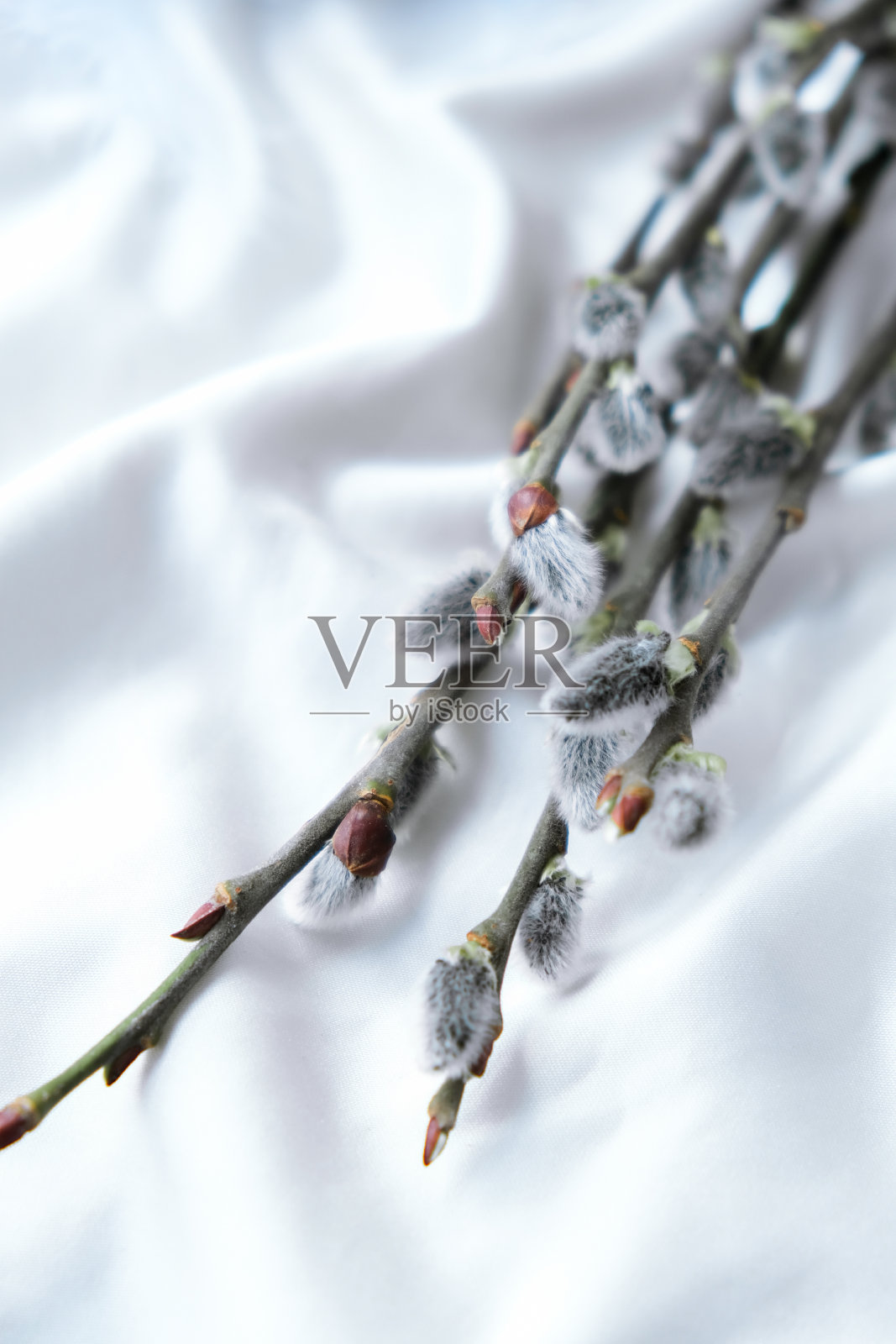 白绸布背景上的柳枝。早春开花的柳树照片摄影图片