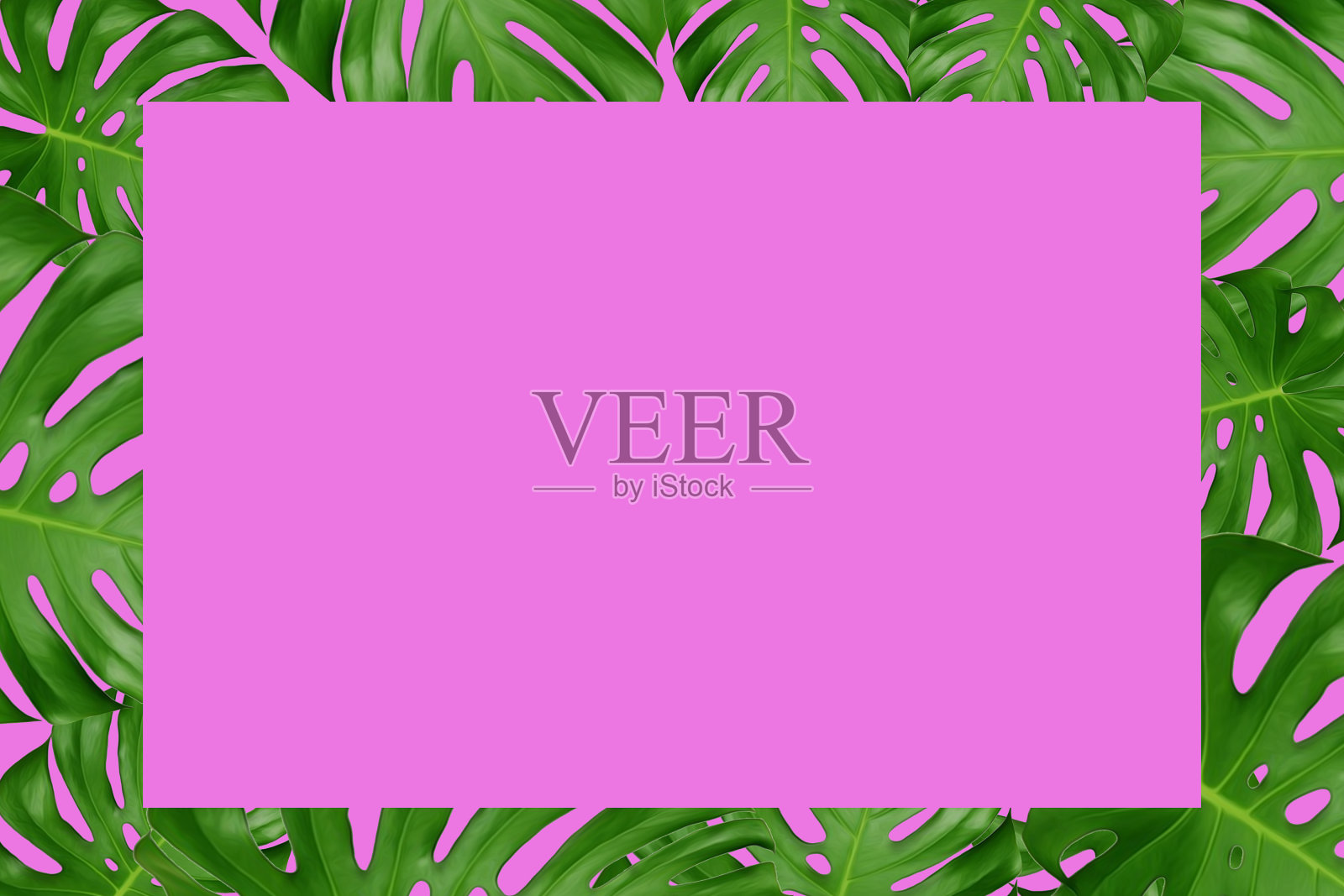 绿色的树叶和粉红色的背景。俯视图和复制空间。照片摄影图片