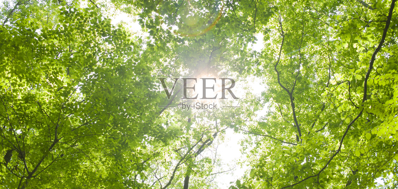 阳光森林照片摄影图片