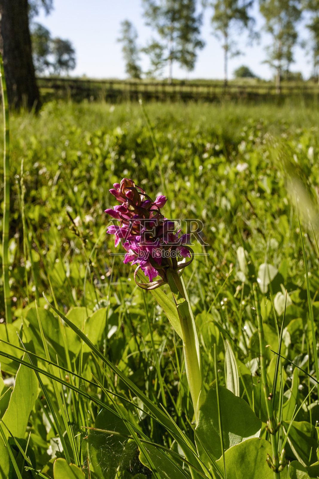 有一朵盛开的红兰花的草地照片摄影图片