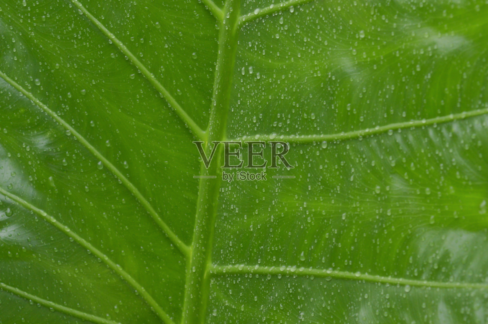 近距离的雨滴在绿色的叶子在夏天。夏季季候雨滴在绿色树木植物的叶子上。美丽的雨季。抽象的结构模式。自然背景。股票的照片。照片摄影图片