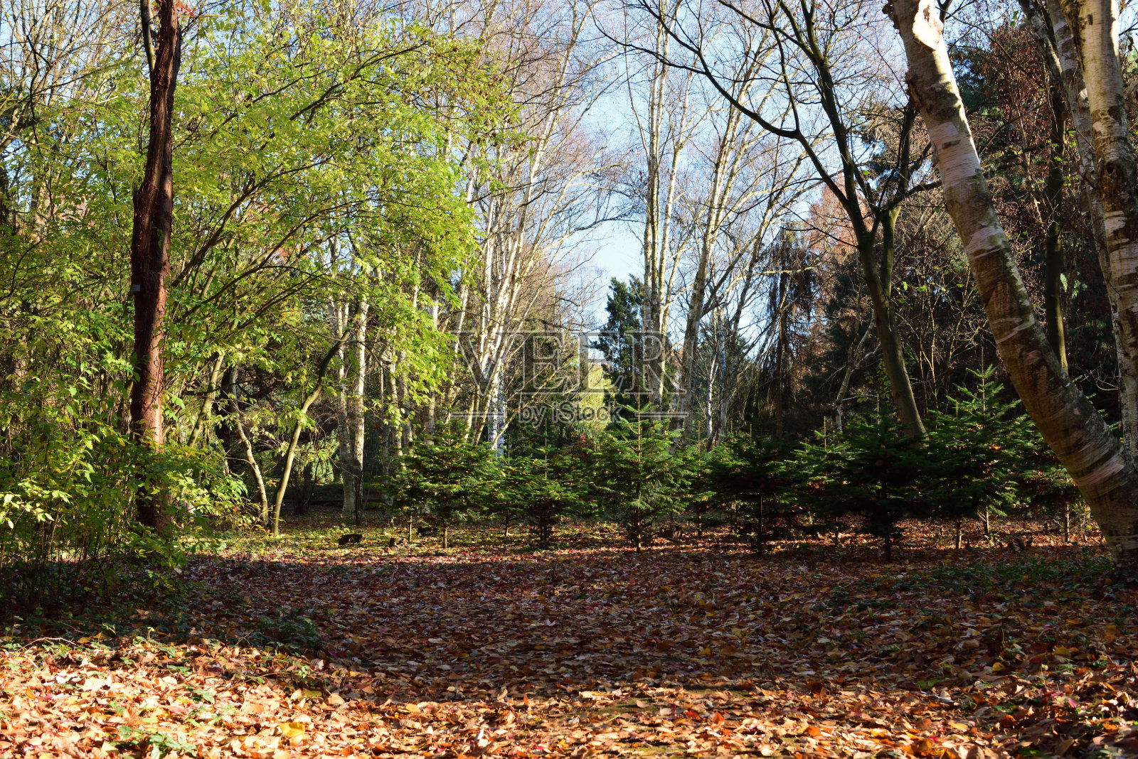 德国科隆的罗登基兴公园照片摄影图片