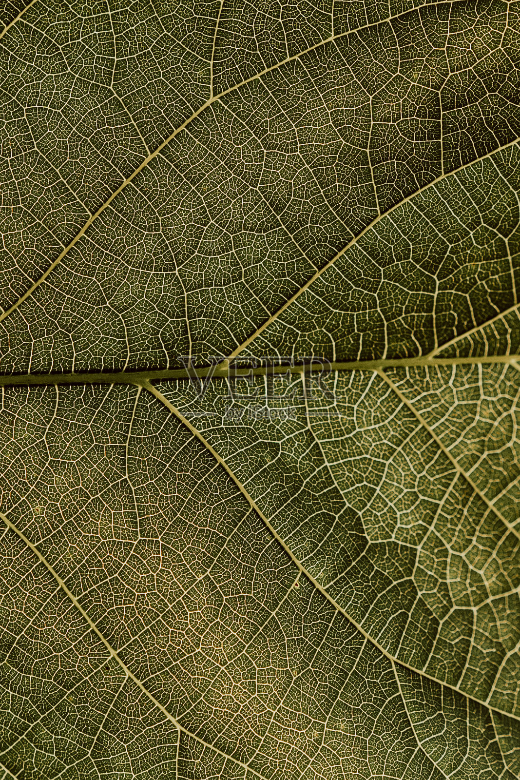 一张树叶的特写。黄脉和绿色植物细胞的马赛克网。阳光透过树叶照进来。明亮的背景或花卉主题墙纸。Macro -库存照片照片摄影图片