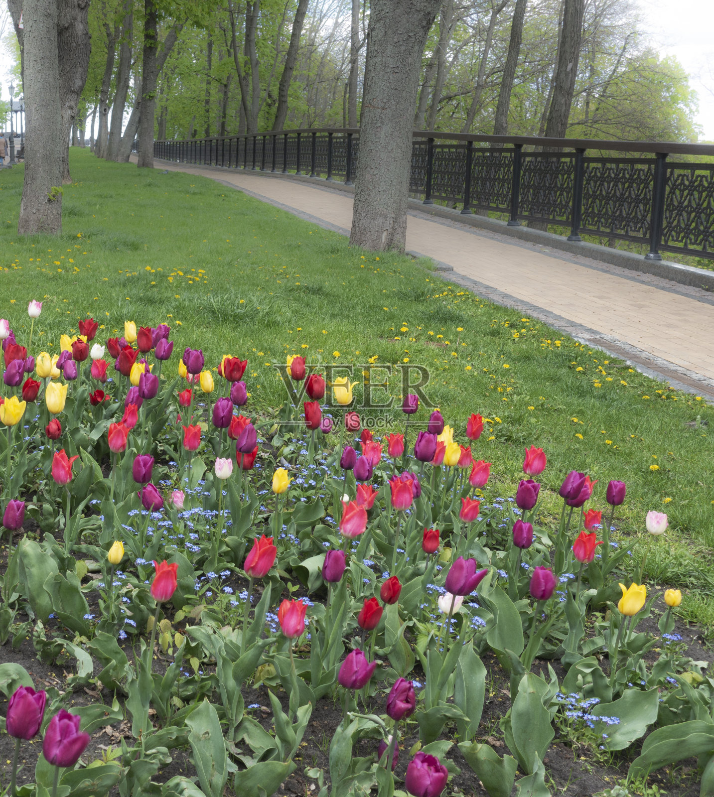 公园在春天盛开照片摄影图片