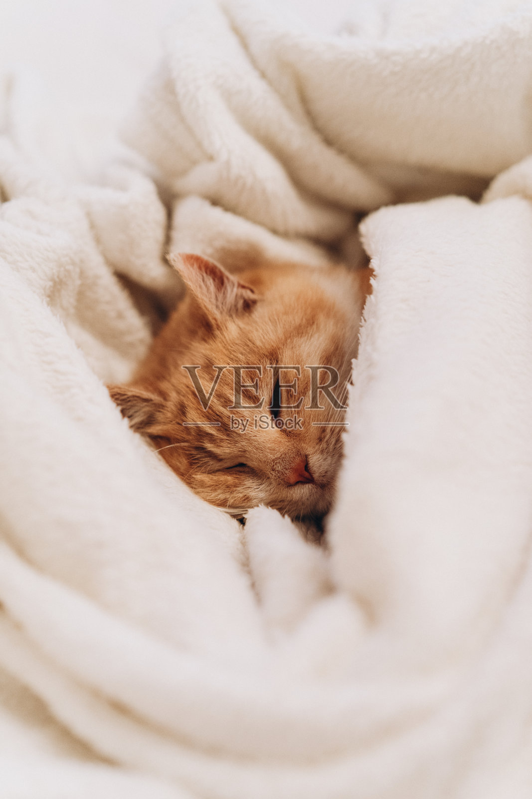 可爱的姜黄色小猫舒适地睡在毯子里，照片噪音，谷物过滤器照片摄影图片