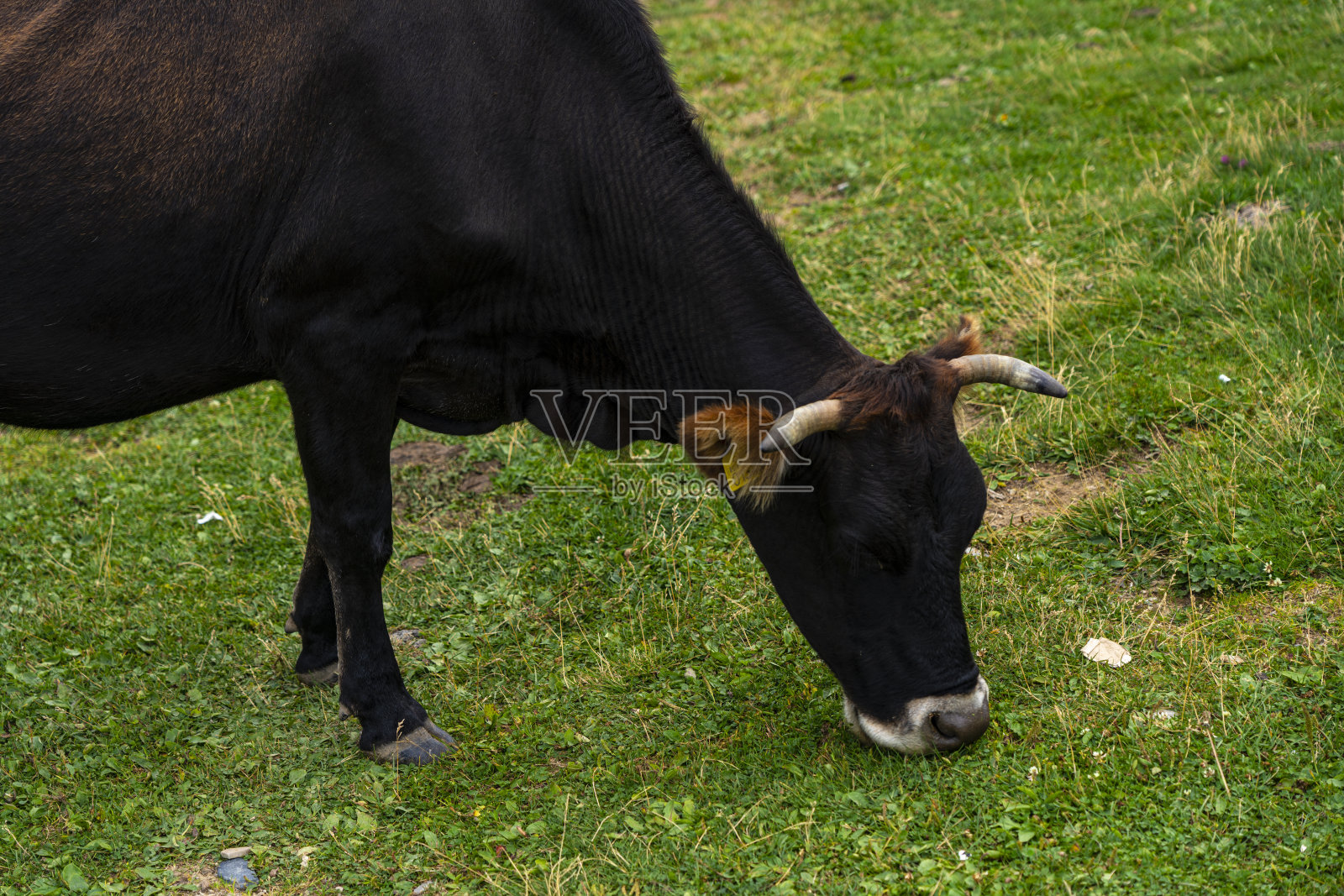 黑牛在草地上吃草照片摄影图片