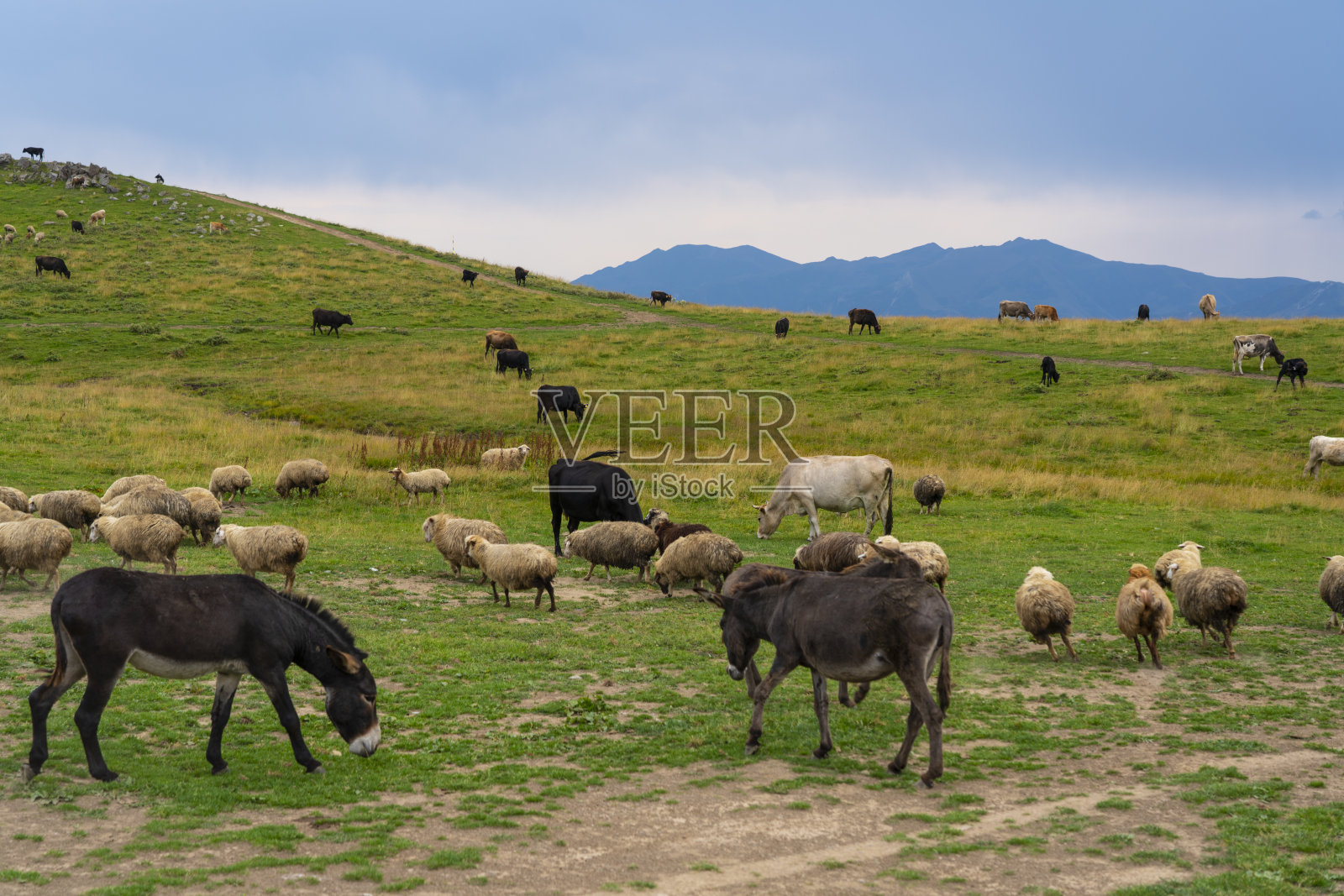 一群驴在绿色的草地上行走照片摄影图片