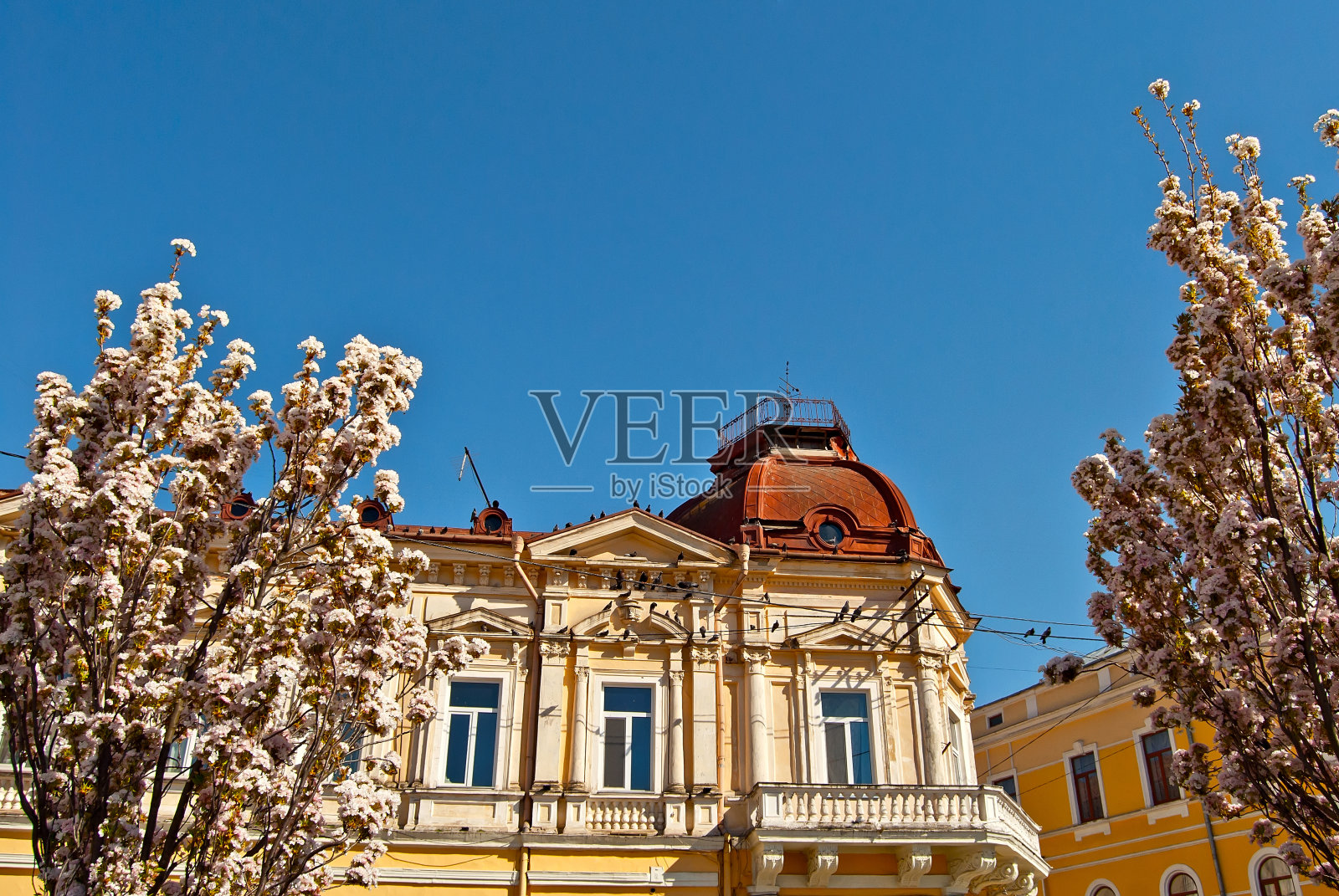 粉红色的树上有白色的花。城市建筑背景上的樱花。许多花朵特写。照片摄影图片