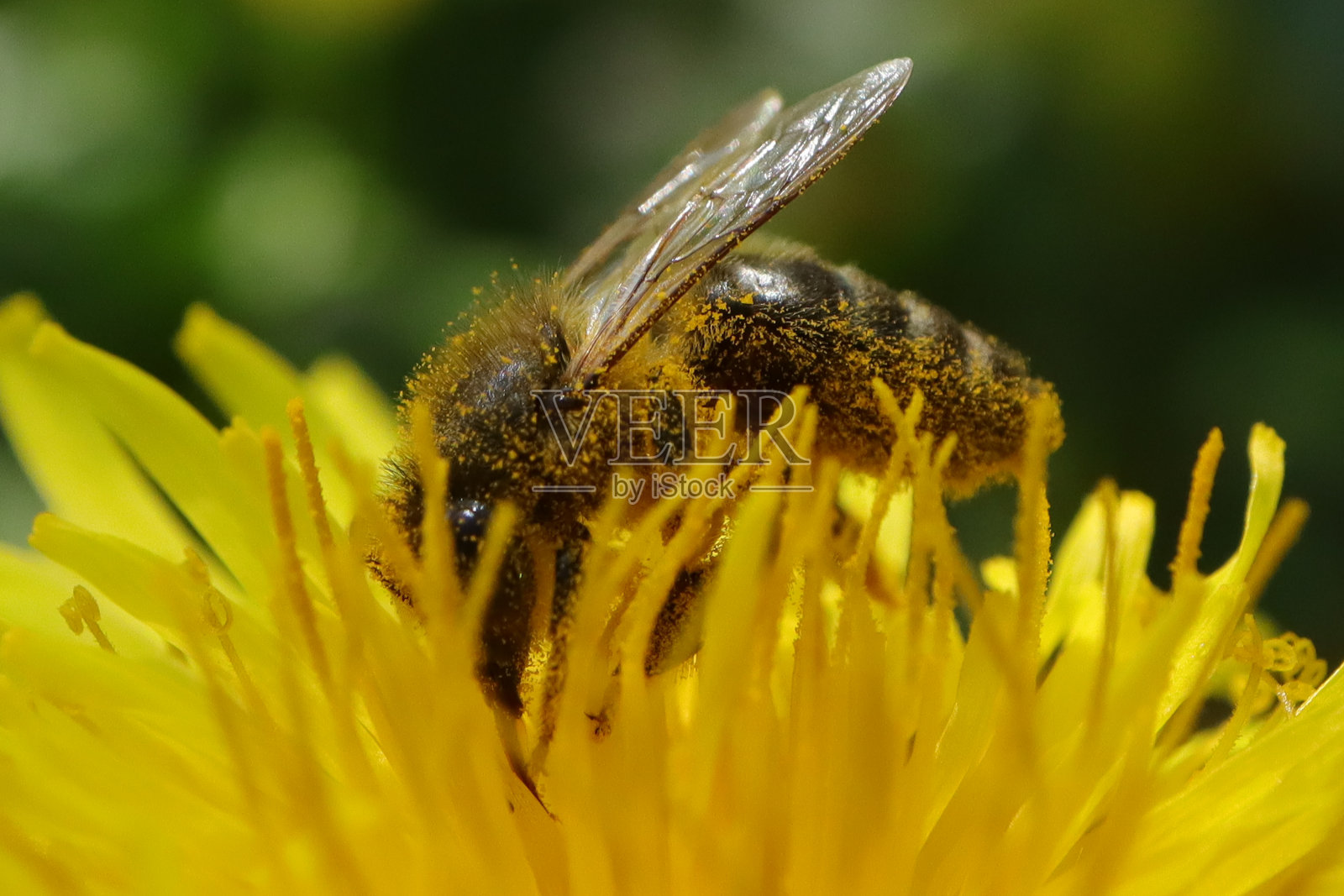 安德烈娜·斯普照片摄影图片
