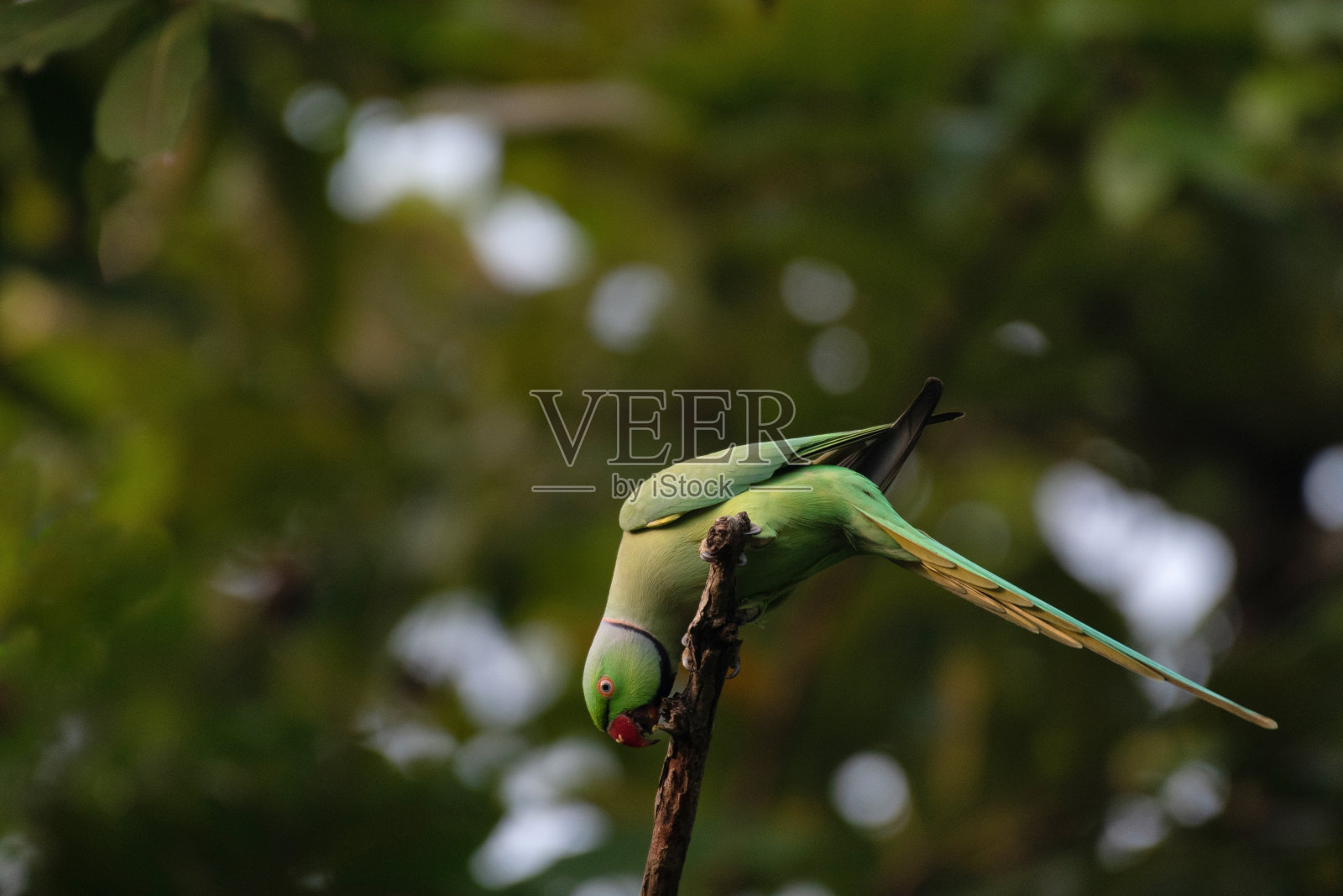 长尾小鹦鹉，中央公园，盐湖，西孟加拉邦，印度照片摄影图片