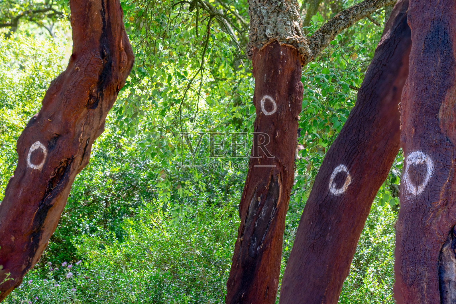 软木树。软木在2000年被移除。0号写在中继上。照片摄影图片