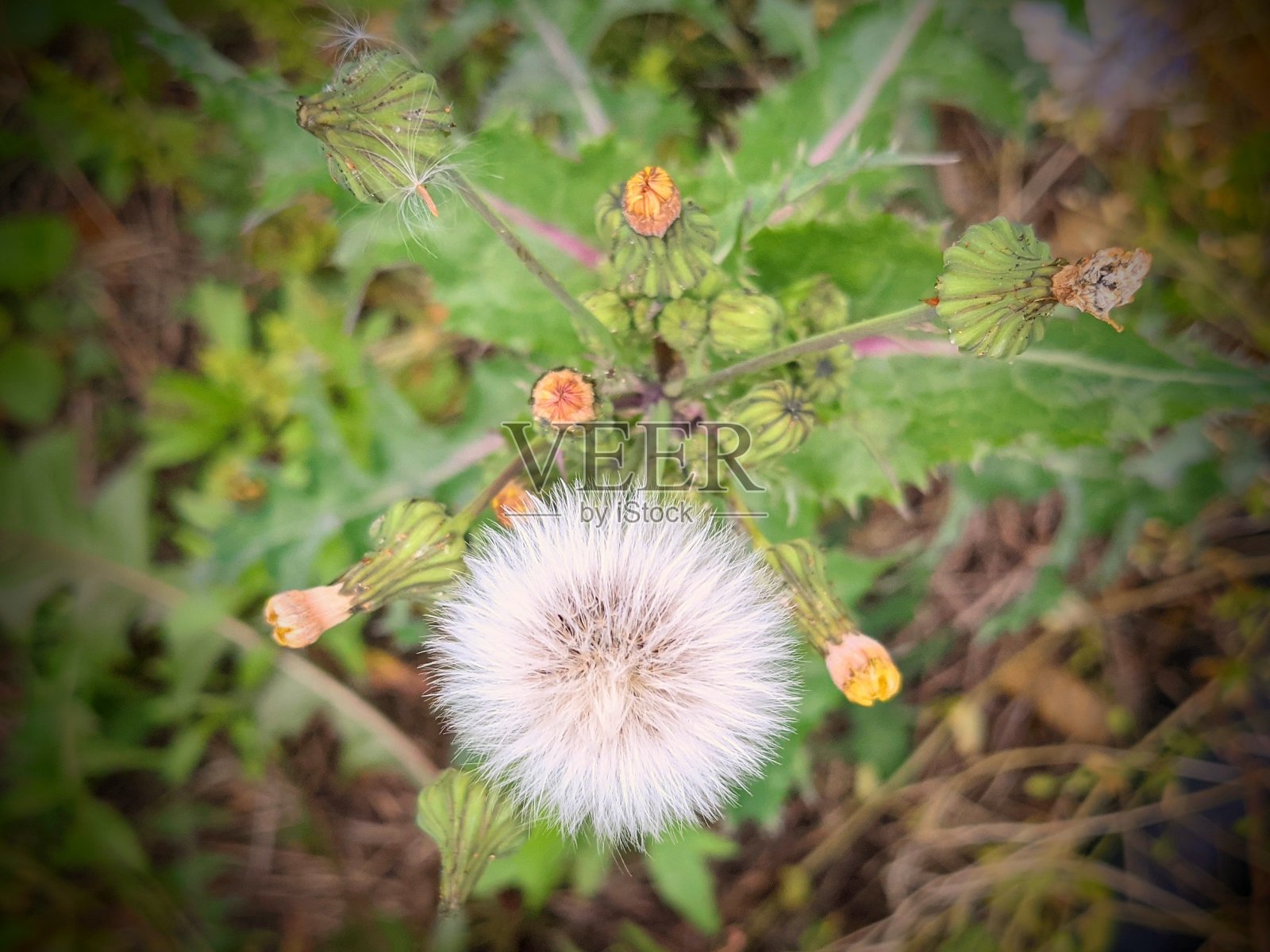 增强的杂草照片摄影图片