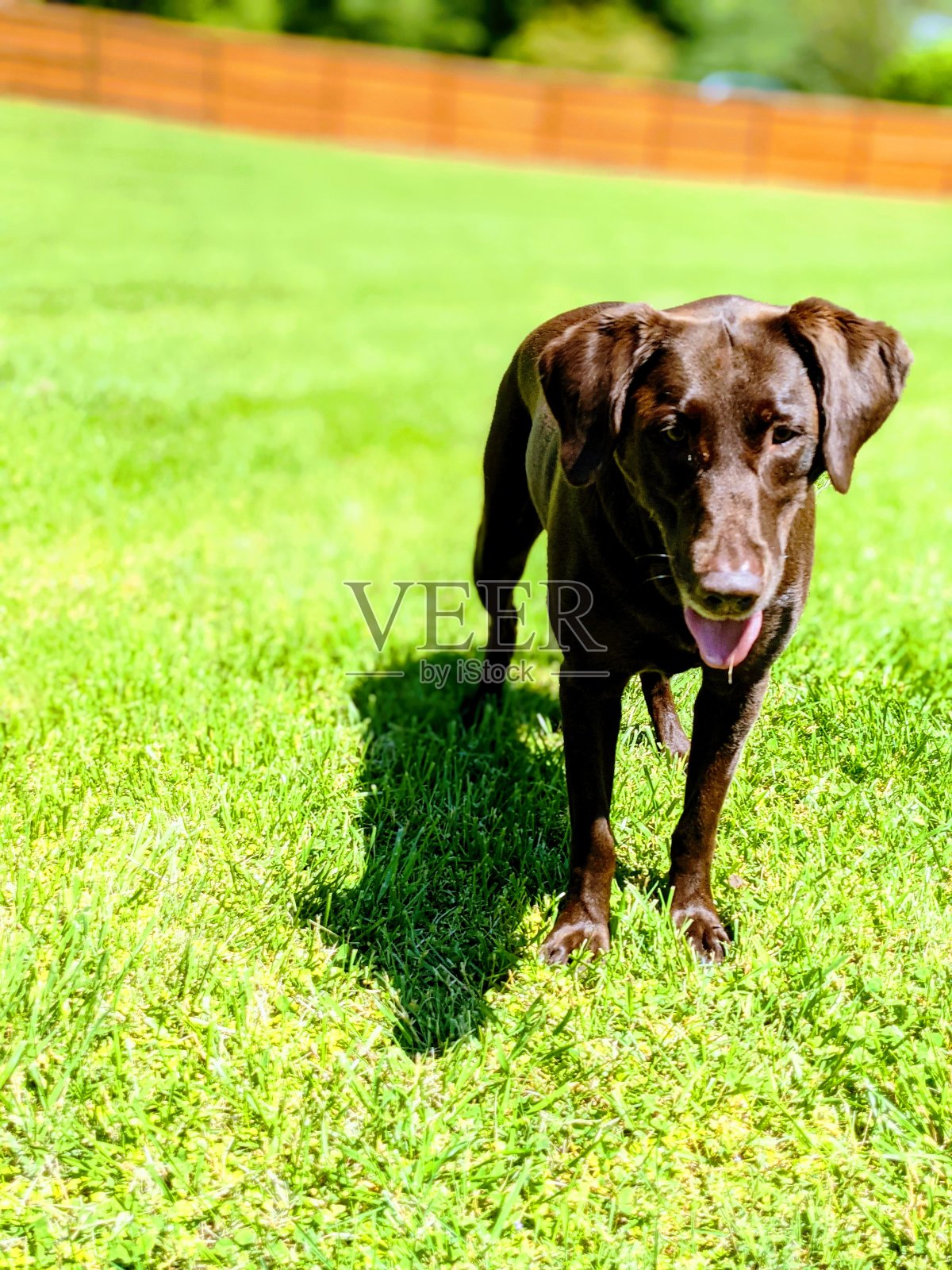 迪克西实验室照片摄影图片