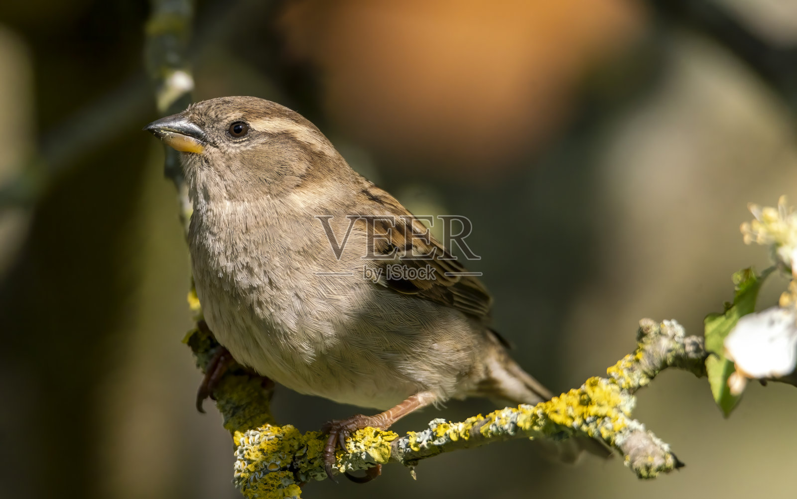 家麻雀在树枝上照片摄影图片