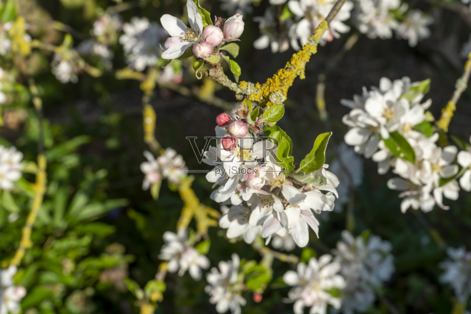 苹果树开花了照片摄影图片