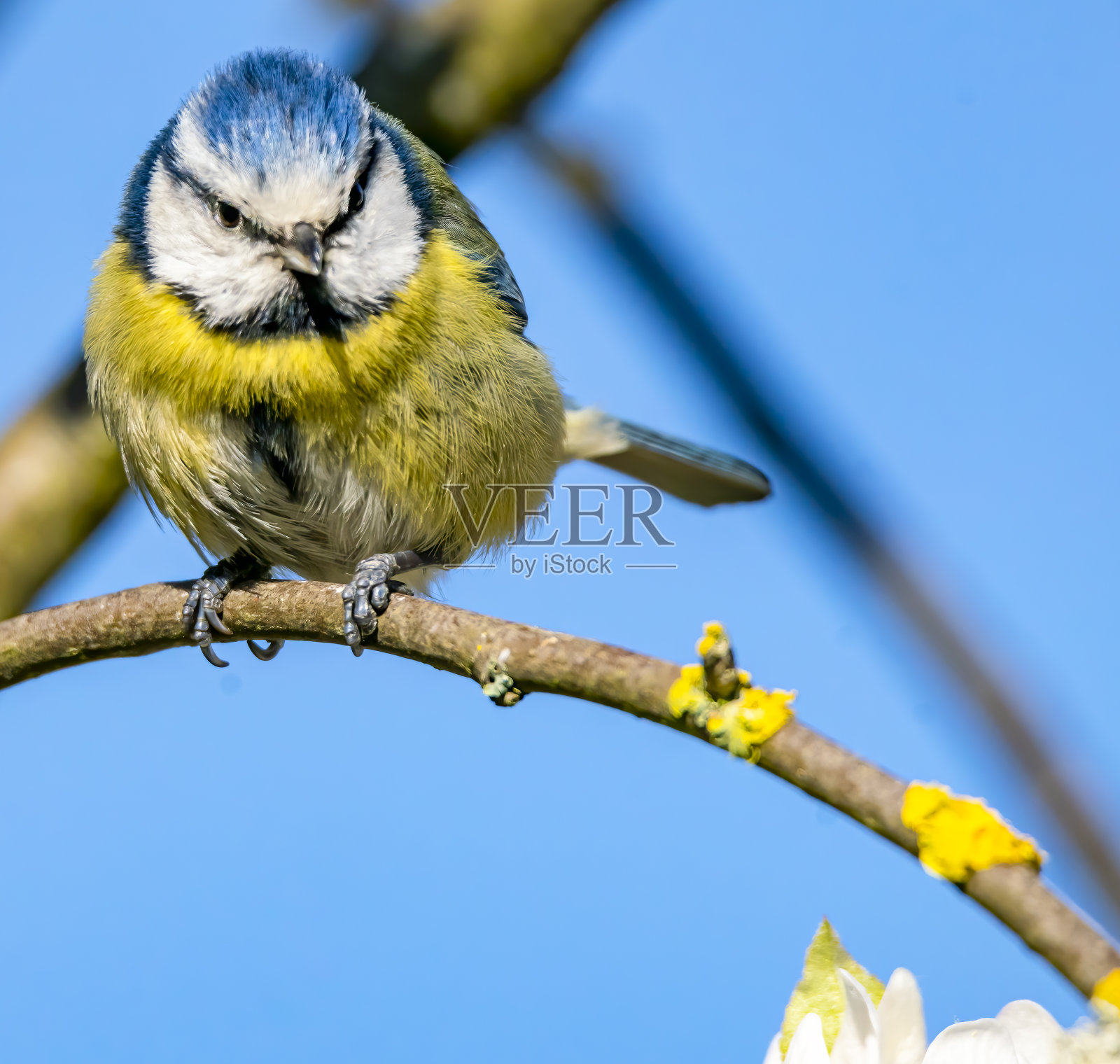 树上的蓝山雀照片摄影图片