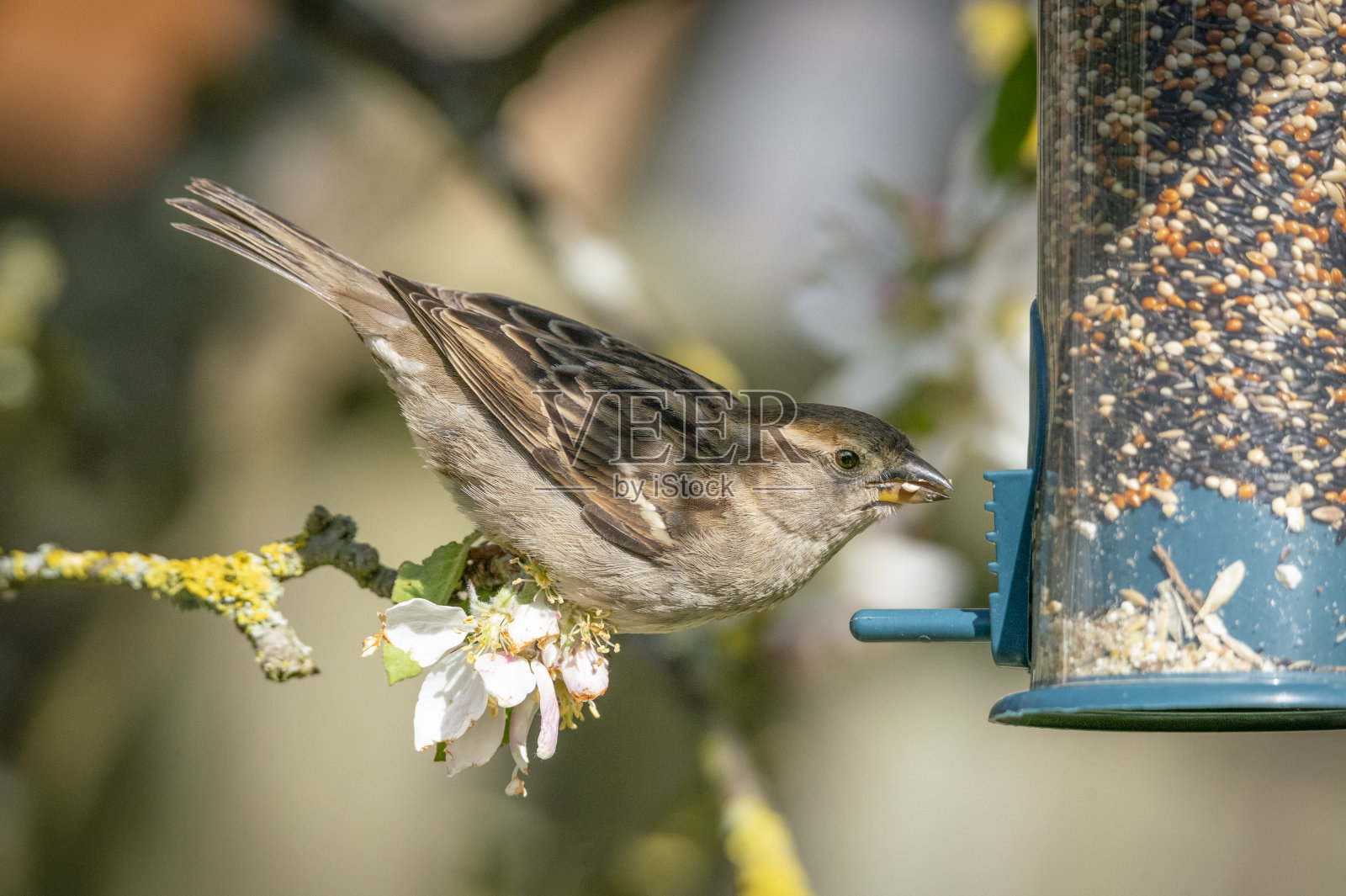 家麻雀在喂鸟器上照片摄影图片