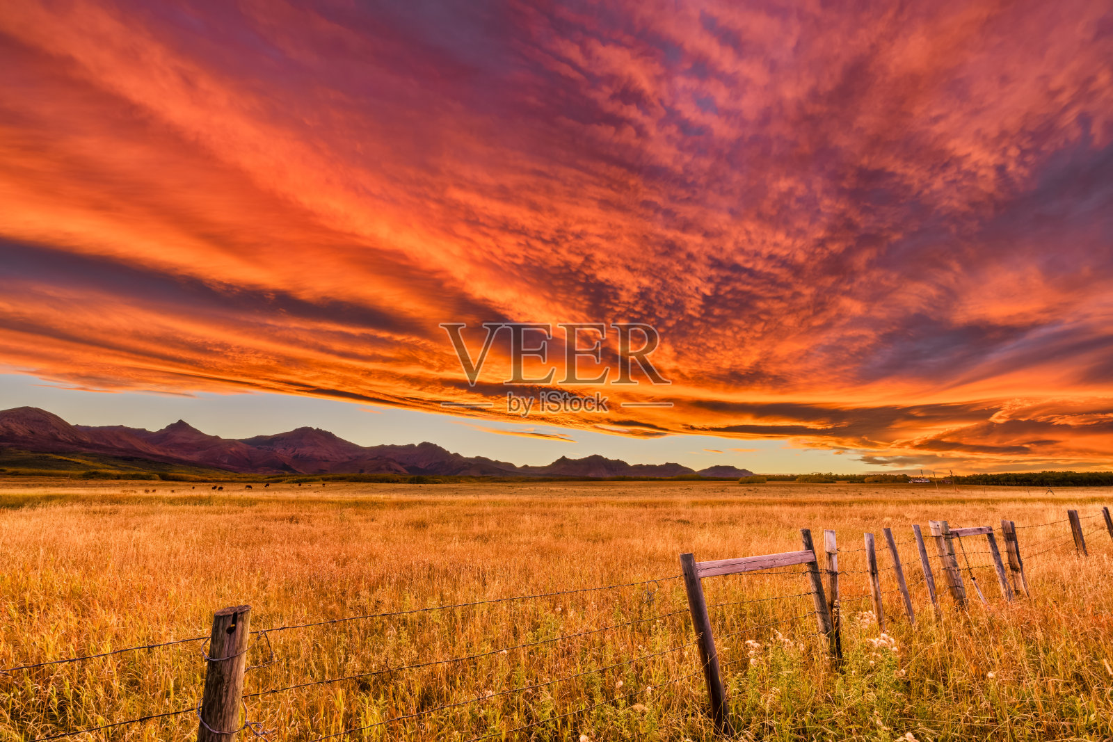 加拿大阿尔伯塔省农村照片摄影图片